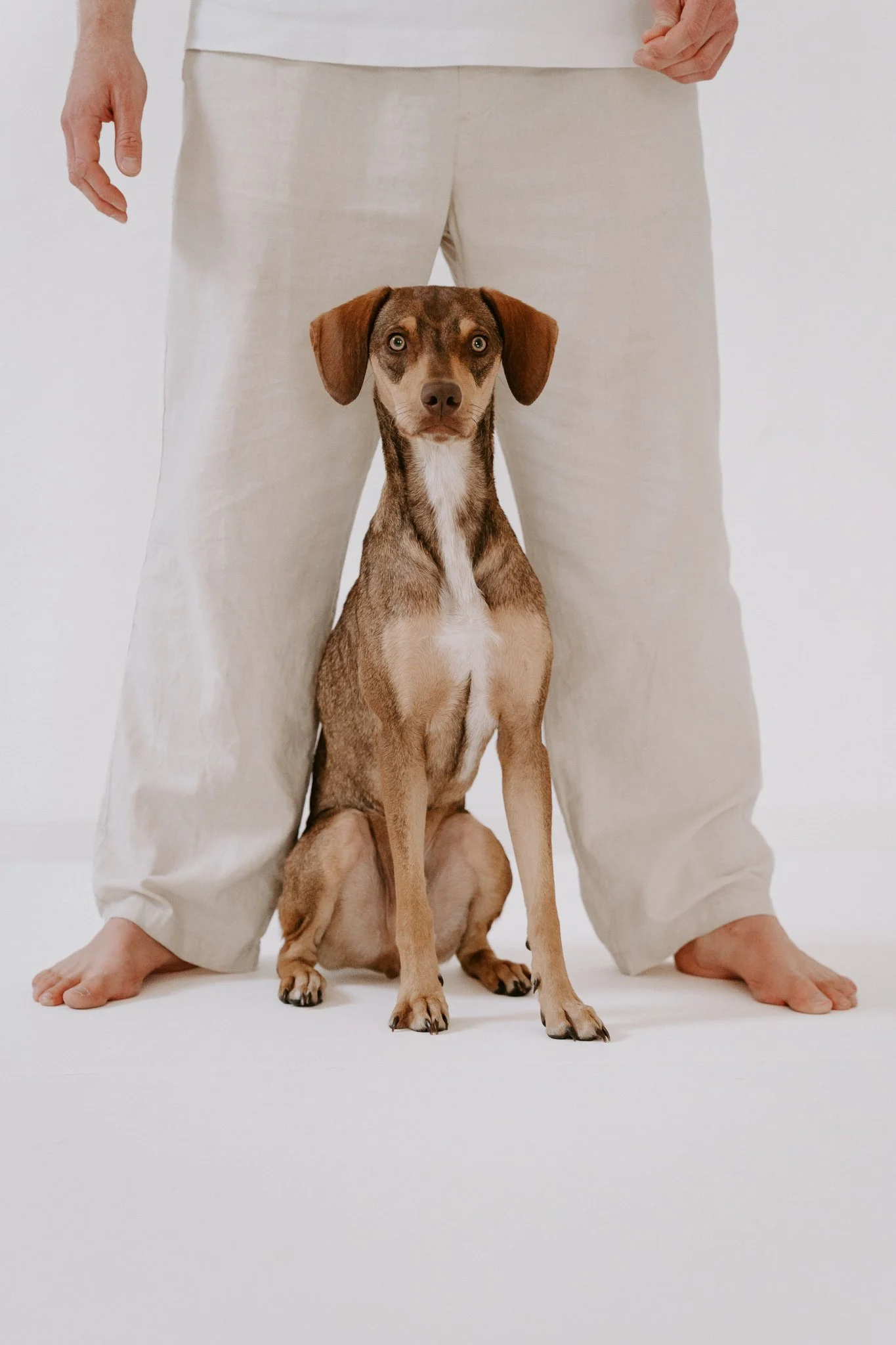 Hundefotografie indoor clean (13 von 23).jpg