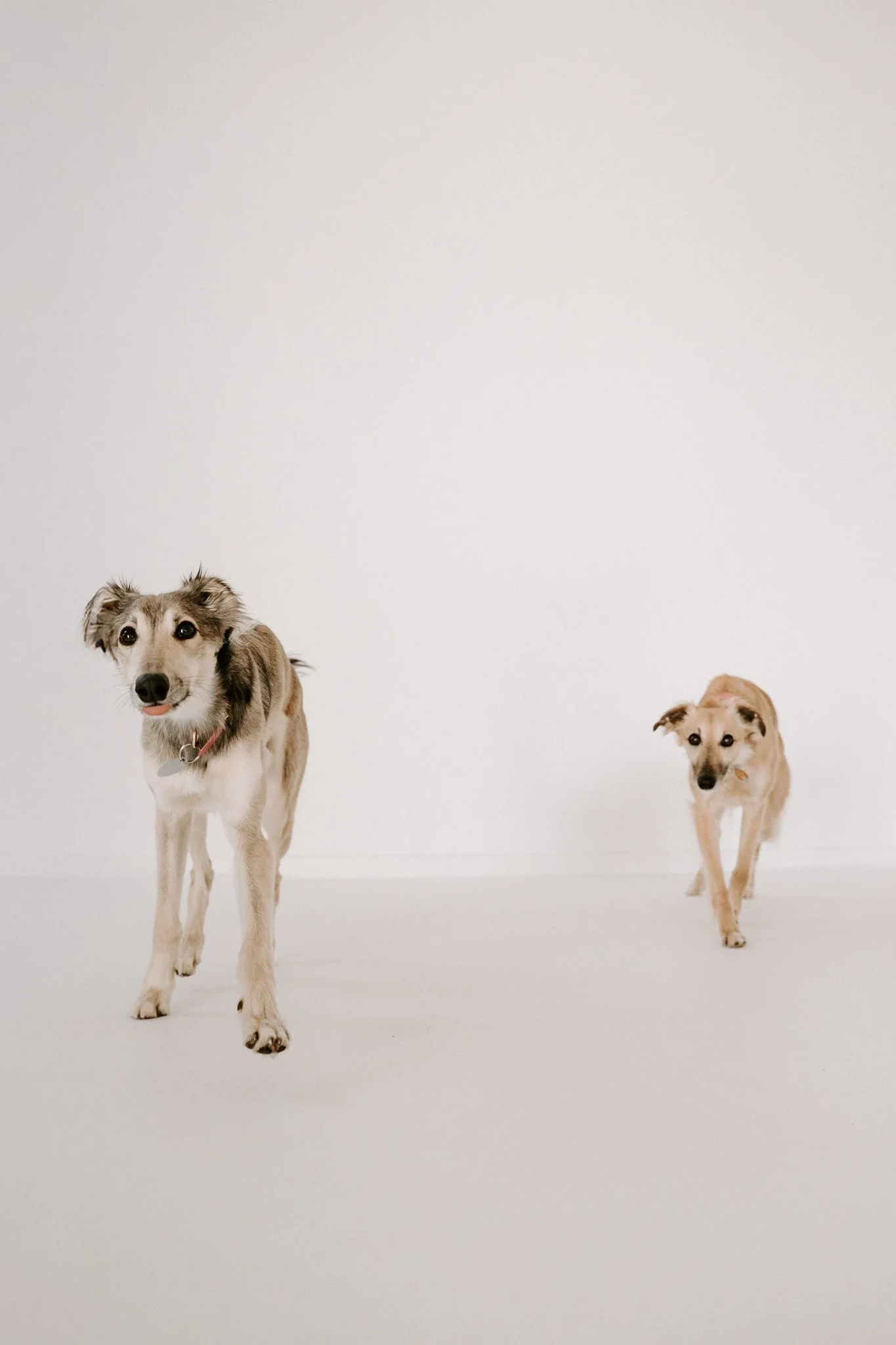 Businessshooting mit Hund in Köln (25 von 35).jpg