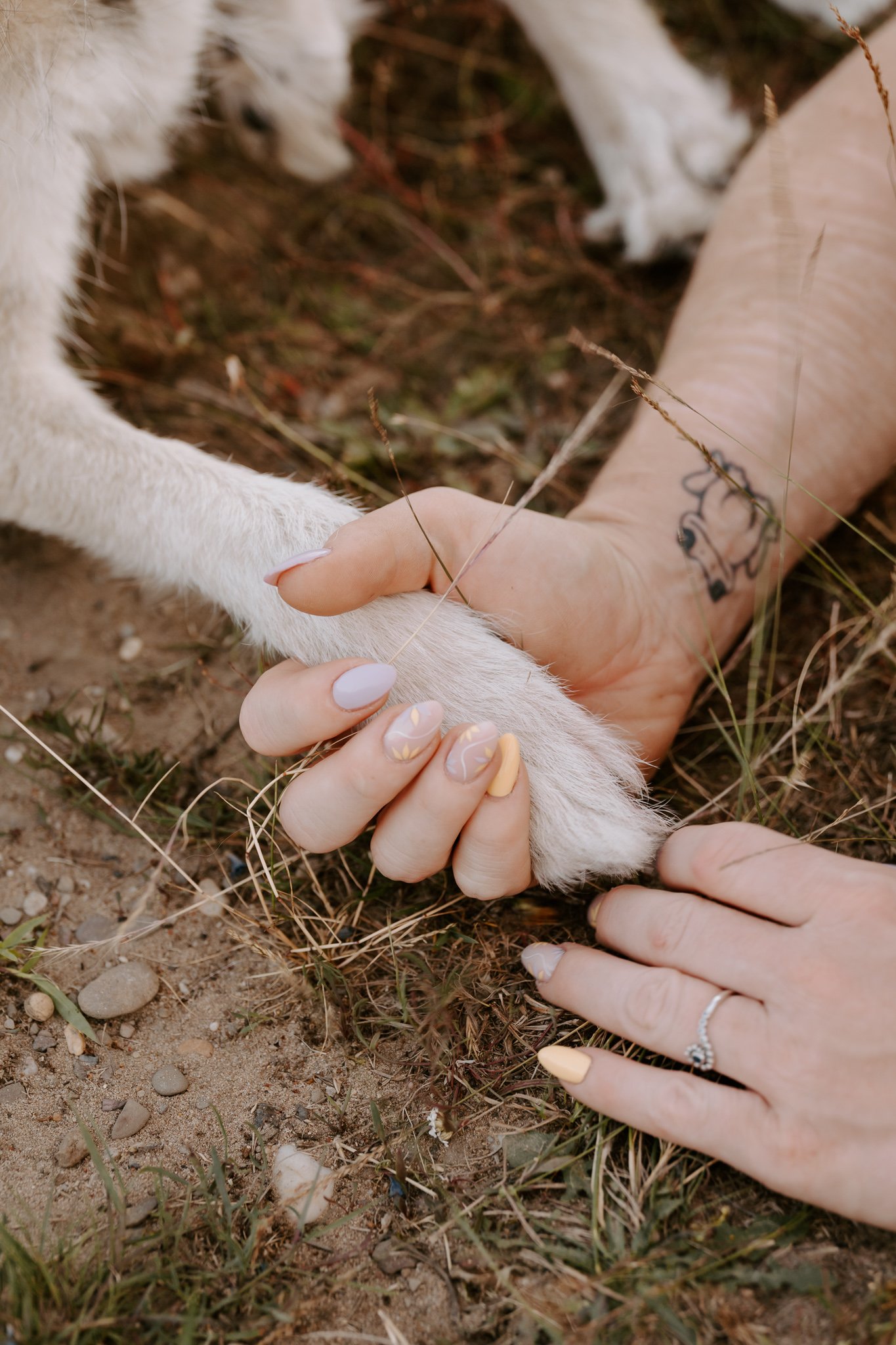 Hundefotografie Köln - Seniorhunde (18 von 35).jpg