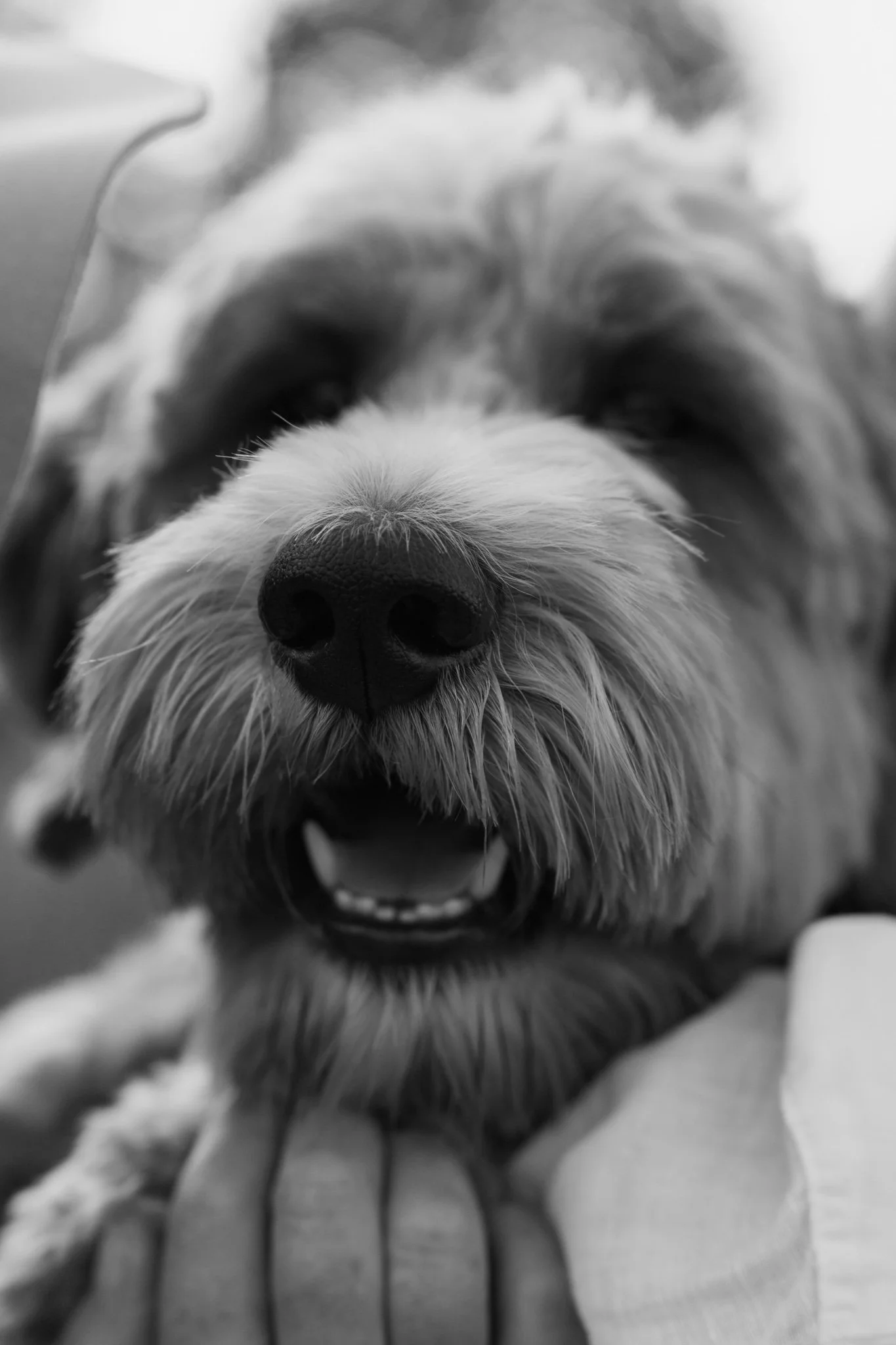 Hundefotografie outdoor Köln (46 von 101).jpg