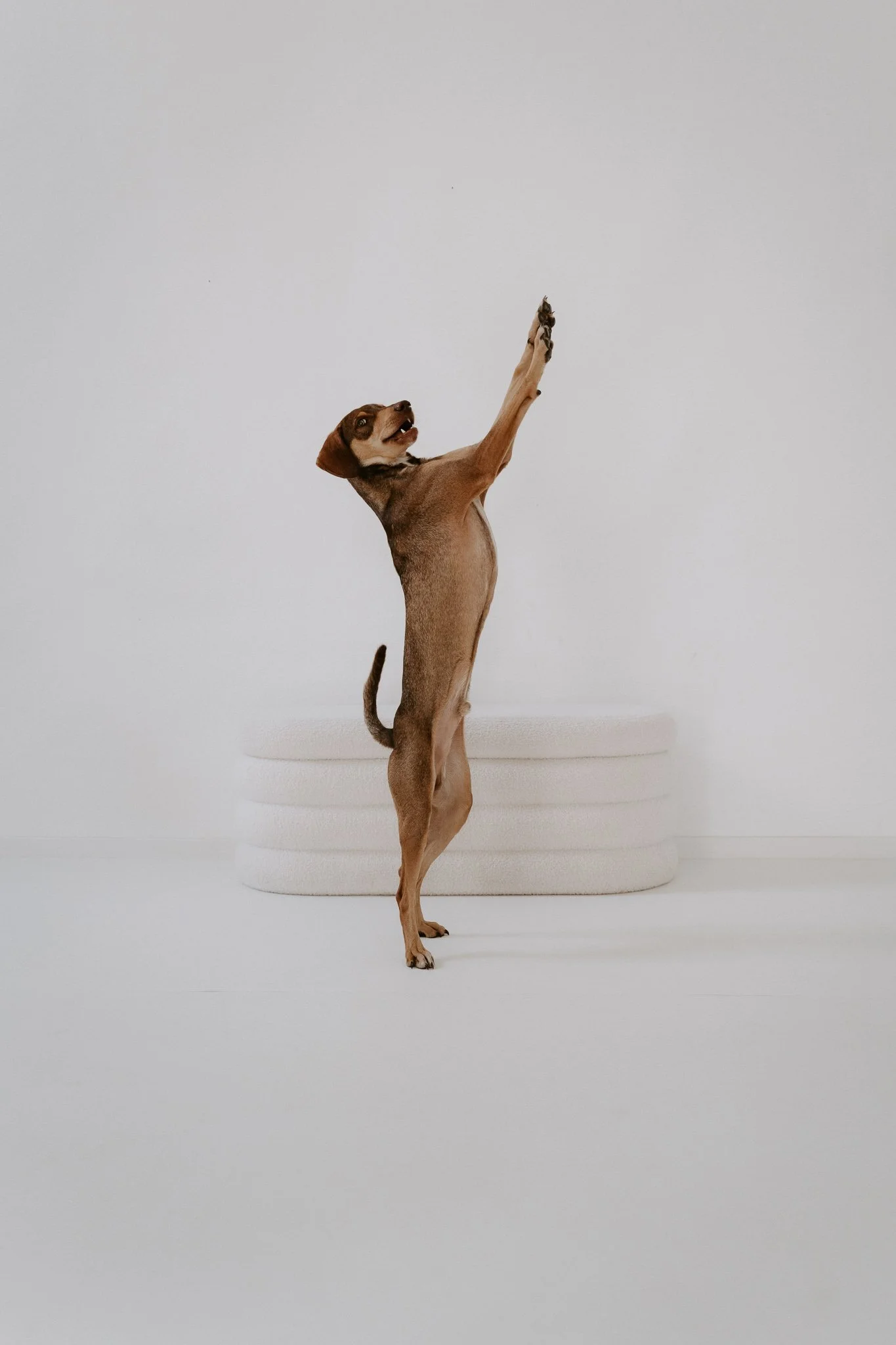 Hundefotografie indoor clean (1 von 23).jpg