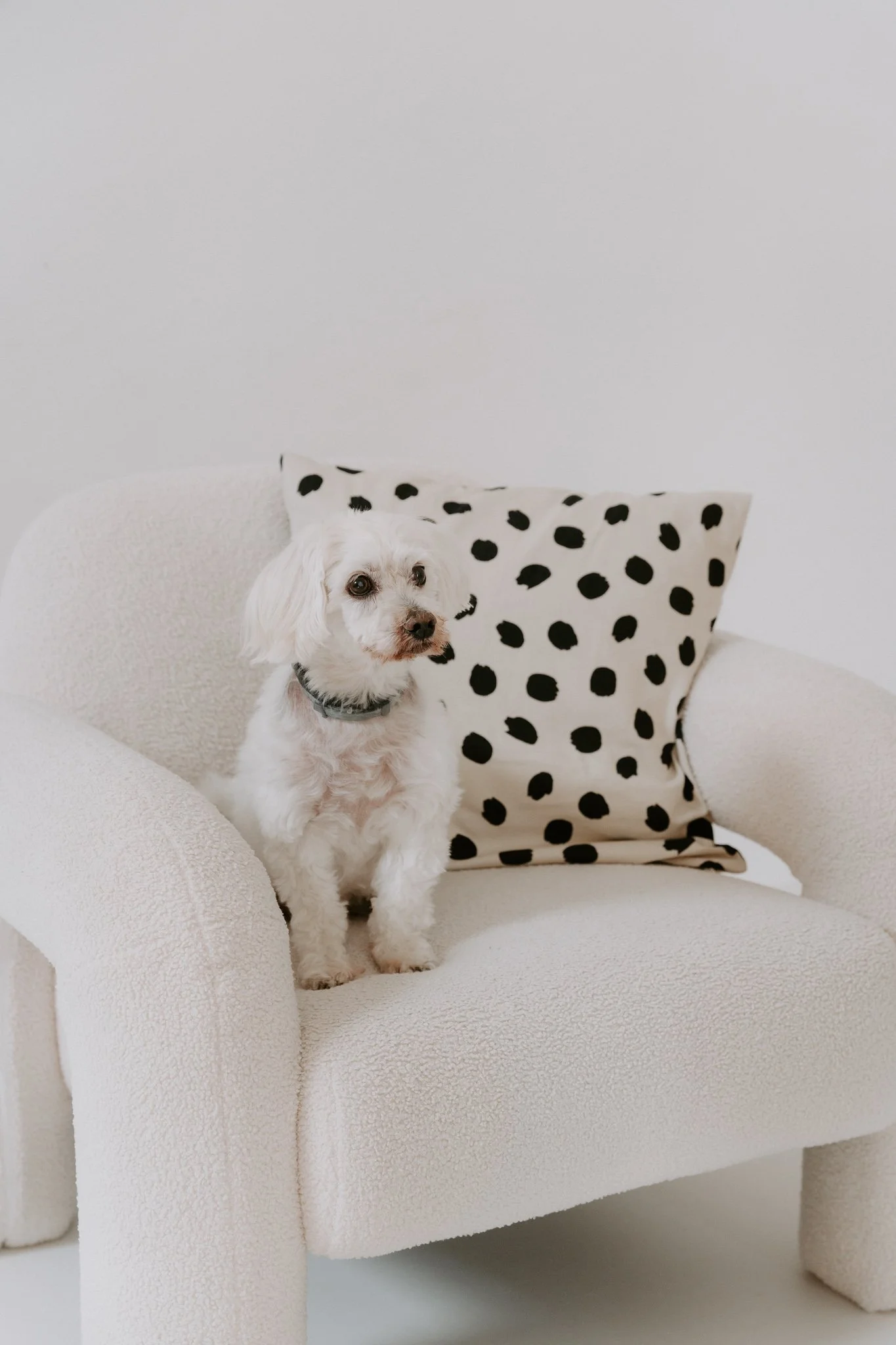 Cleane Hundefotografie Studio Köln  (13 von 16).jpg