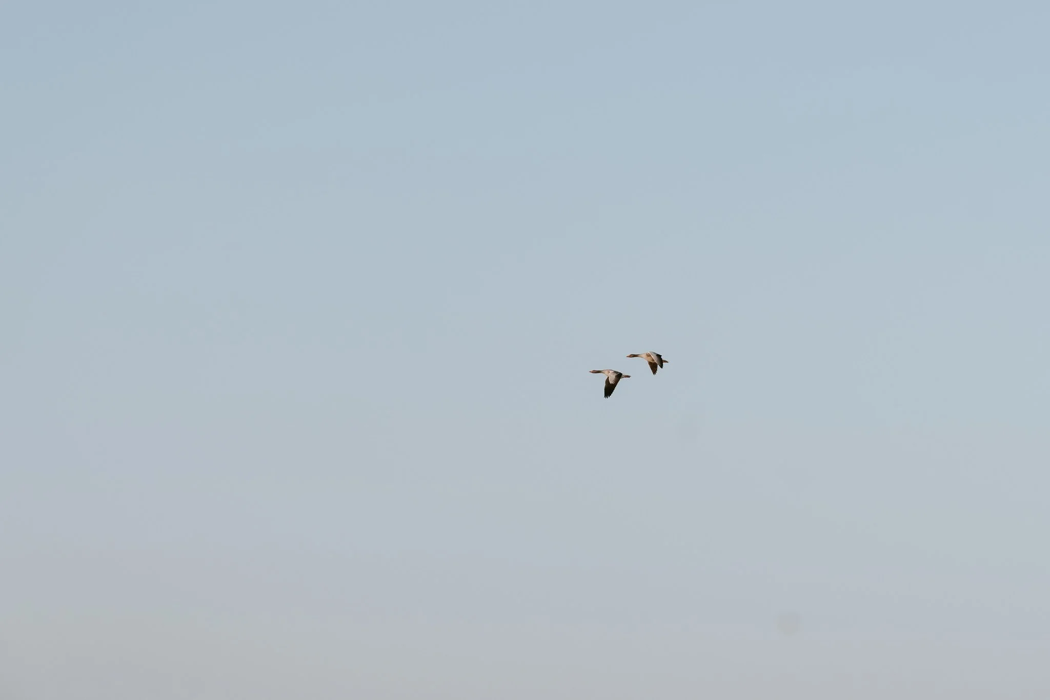 Hundefotografie Holland (12 von 12).jpg