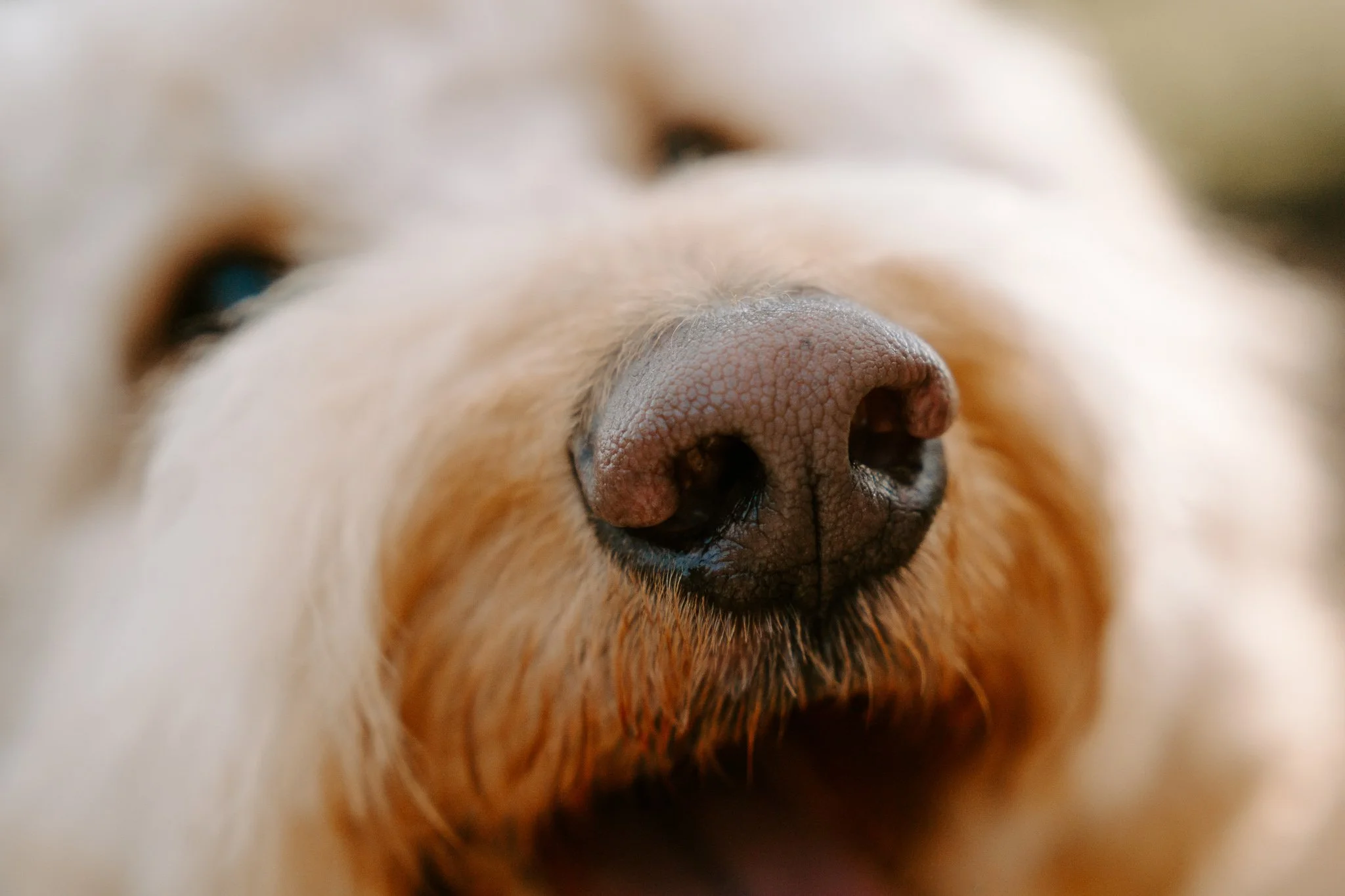 Hundeshooting in der Natur Köln (31 von 48).jpg