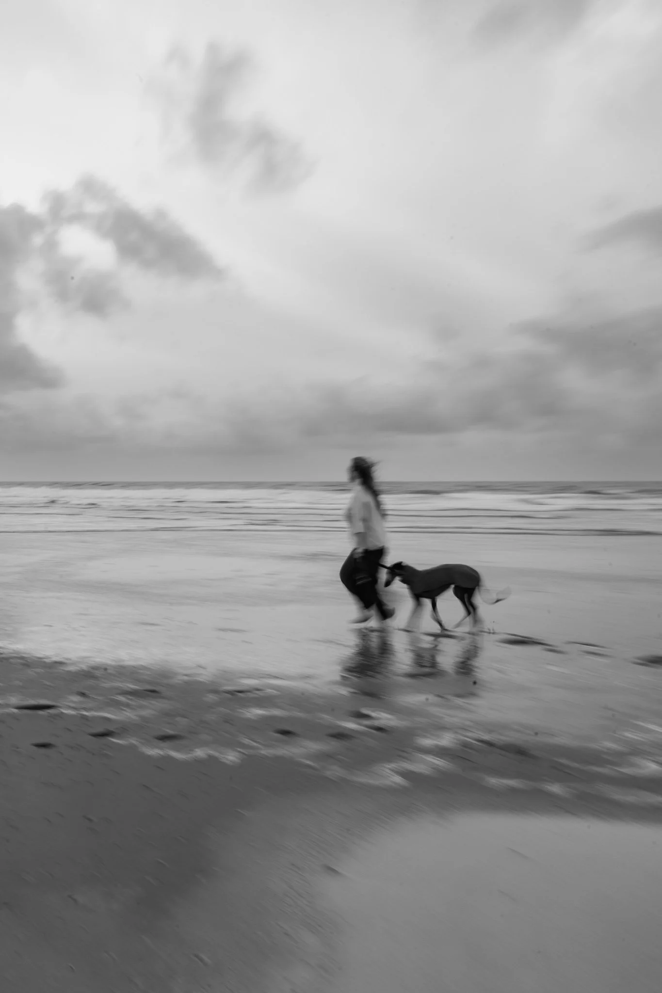 Hundefotografie Holland, Galgo, Windhund(30 von 35).jpg