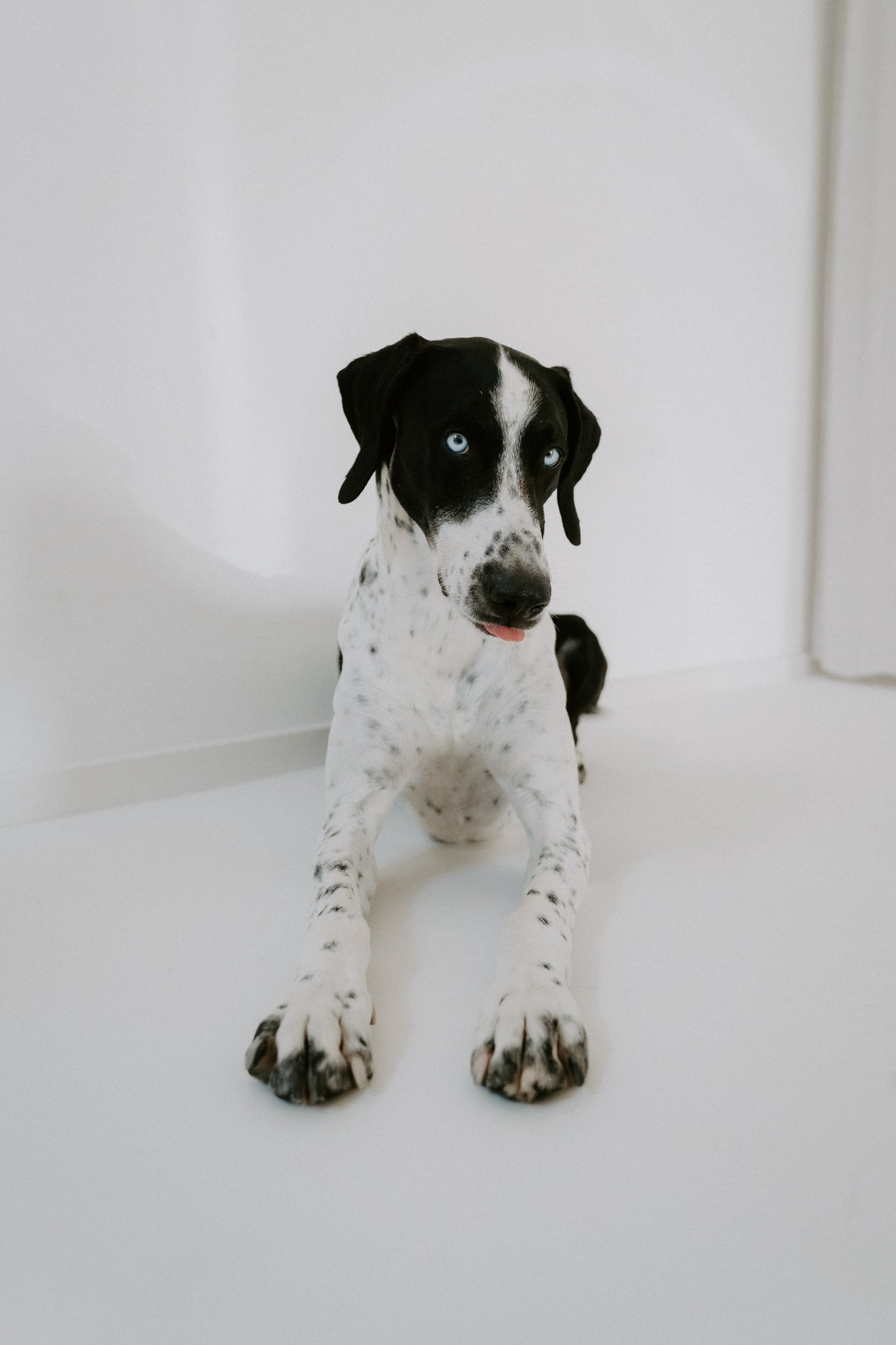 Junger Hund mit schwarzen und weißen Fell, blauen Augen und ausgeprägten Pfoten sitzt auf einem weißen Boden vor weißer Wand.