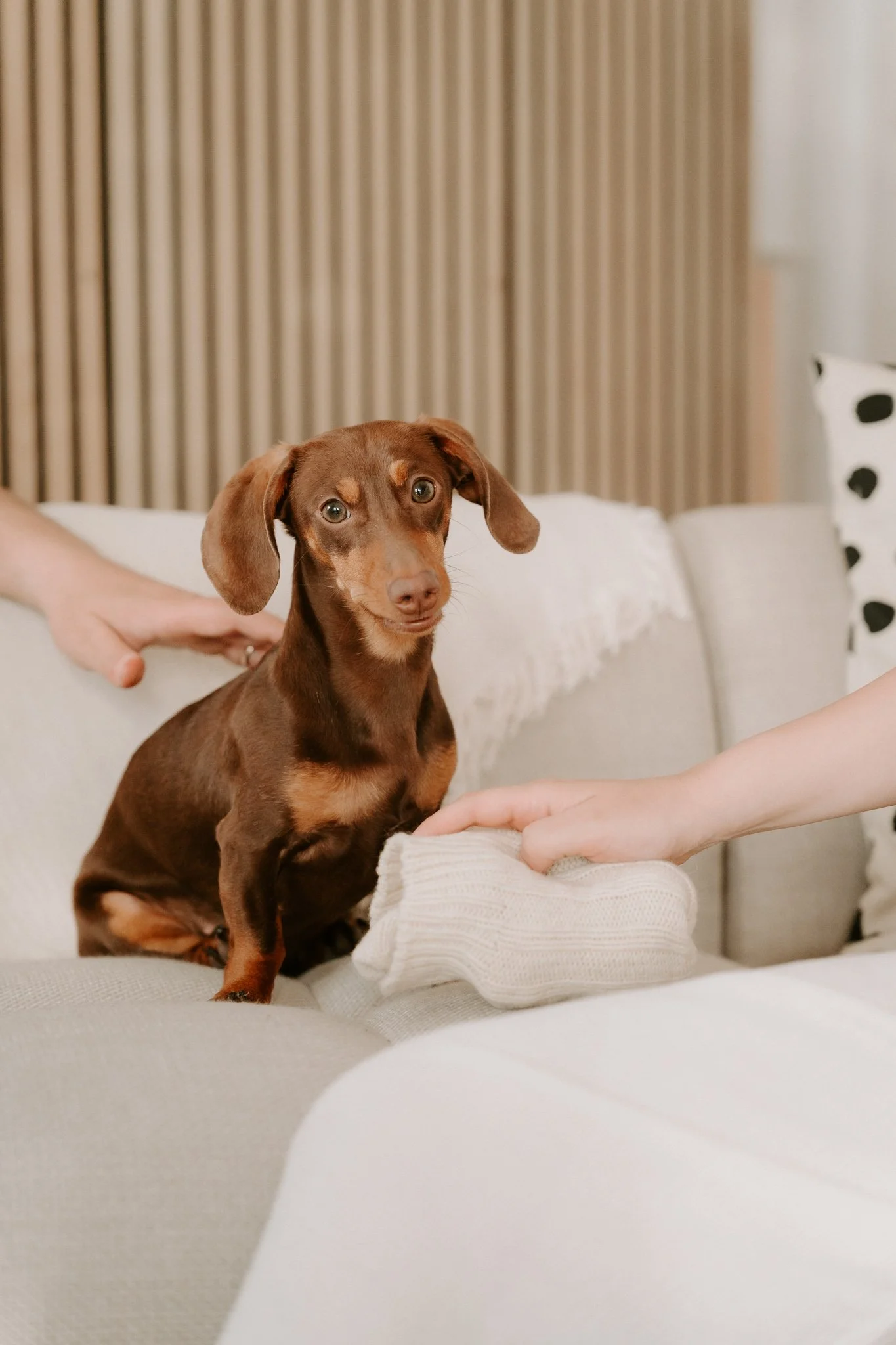 Babybauchshooting mit Hund Köln(27 von 65).jpg