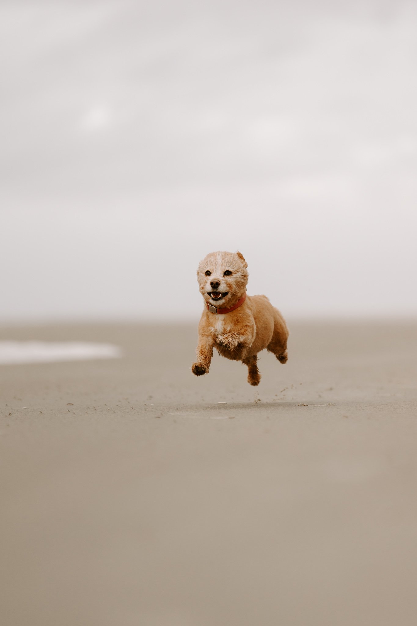 Hundefotos Holland (144 von 155).jpg