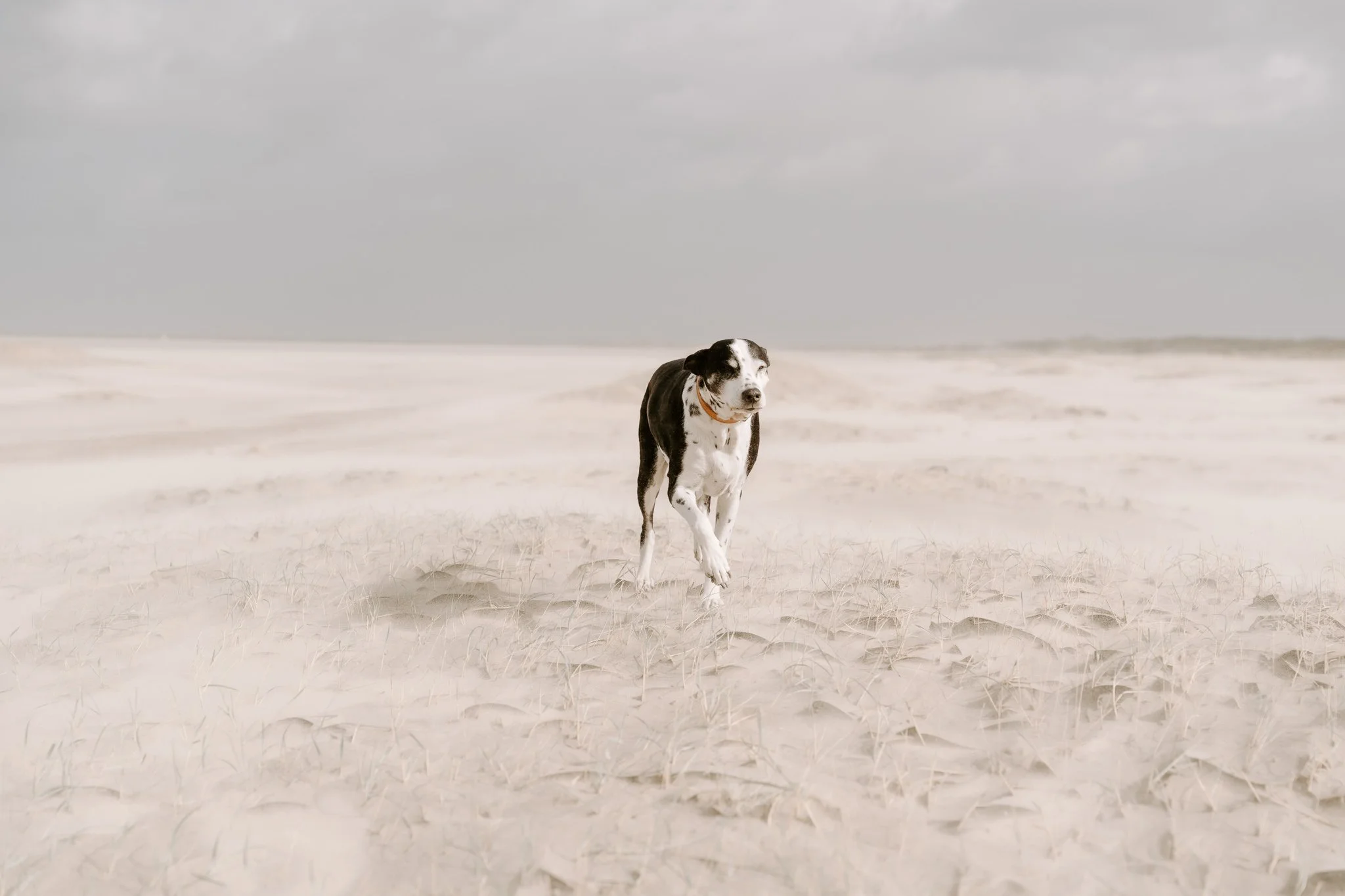 Hundeshooting Holland (13 von 34).jpg