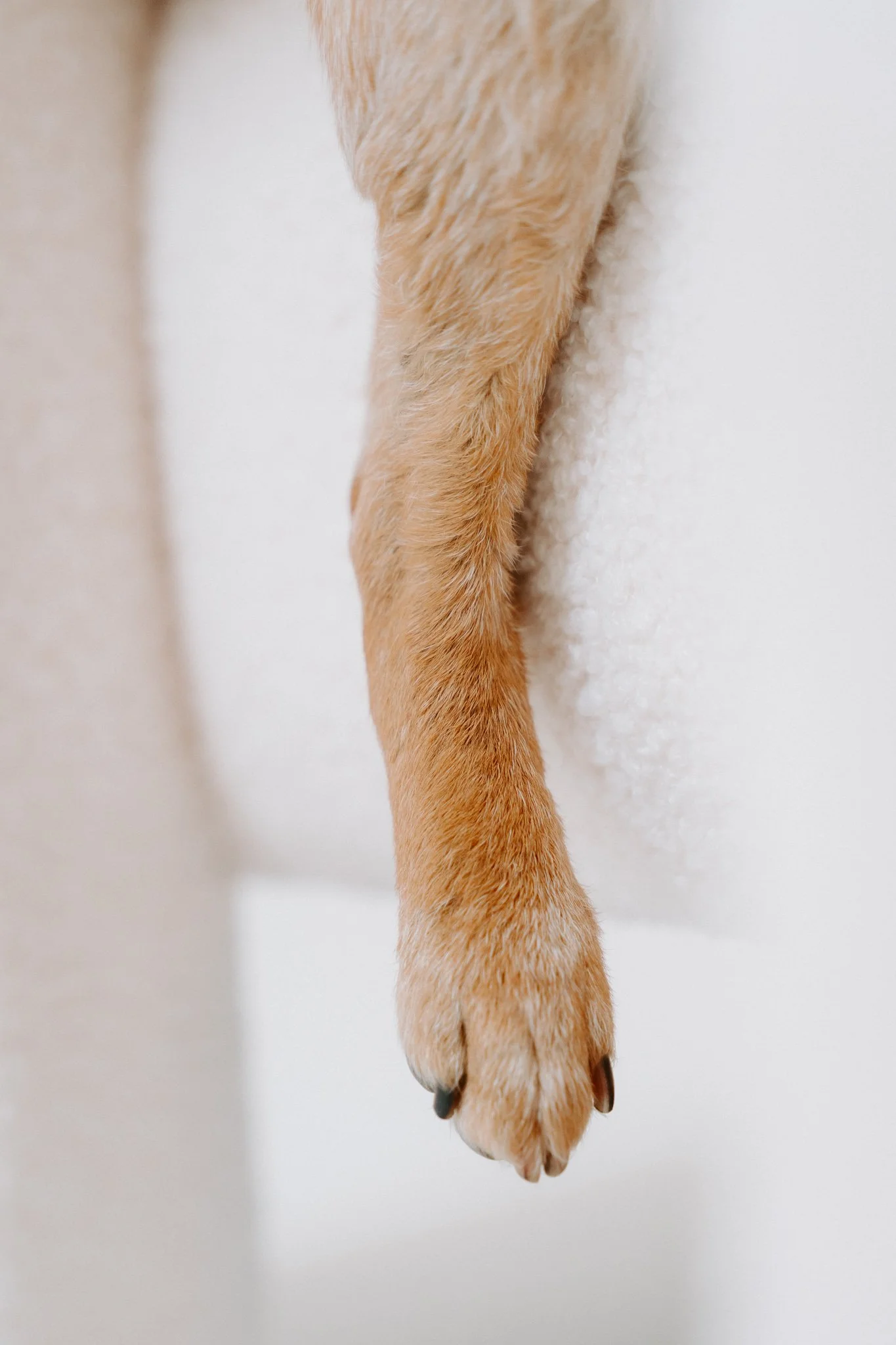 Hundefotografie Köln(5 von 12).jpg
