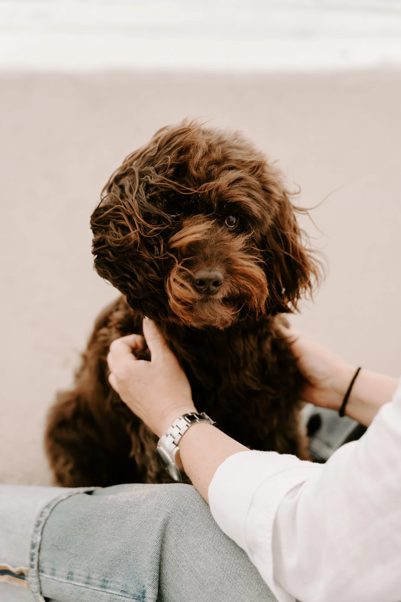 Hundefotos Holland am Strand(6 von 39).jpg