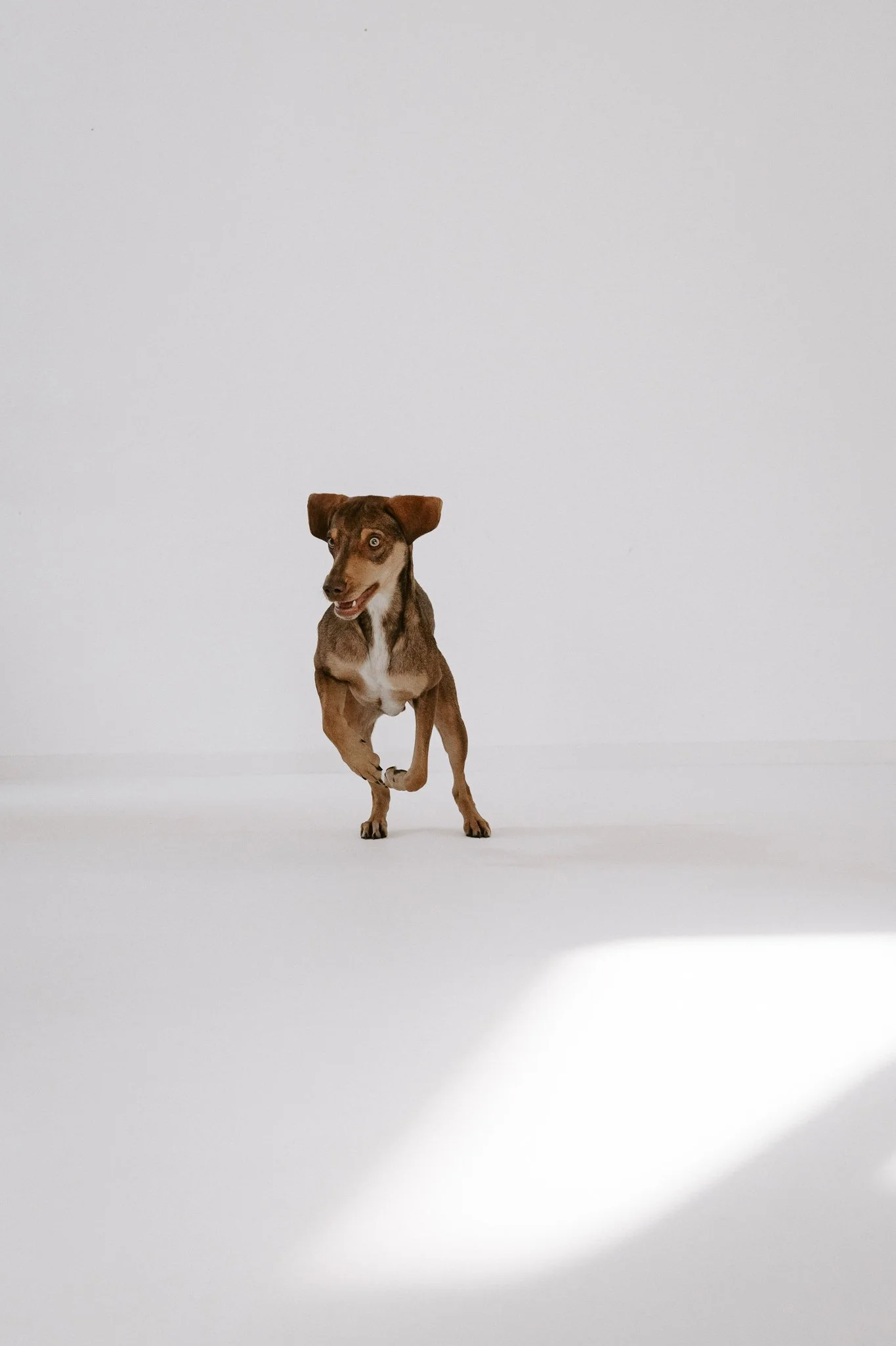 Hundefotografie indoor clean (10 von 23).jpg