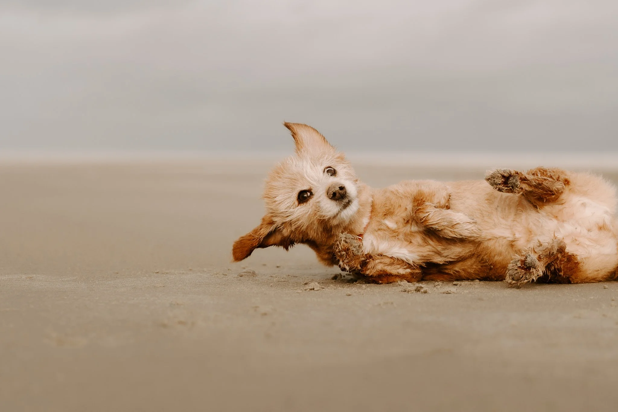 Hundefotos Holland (97 von 155).jpg