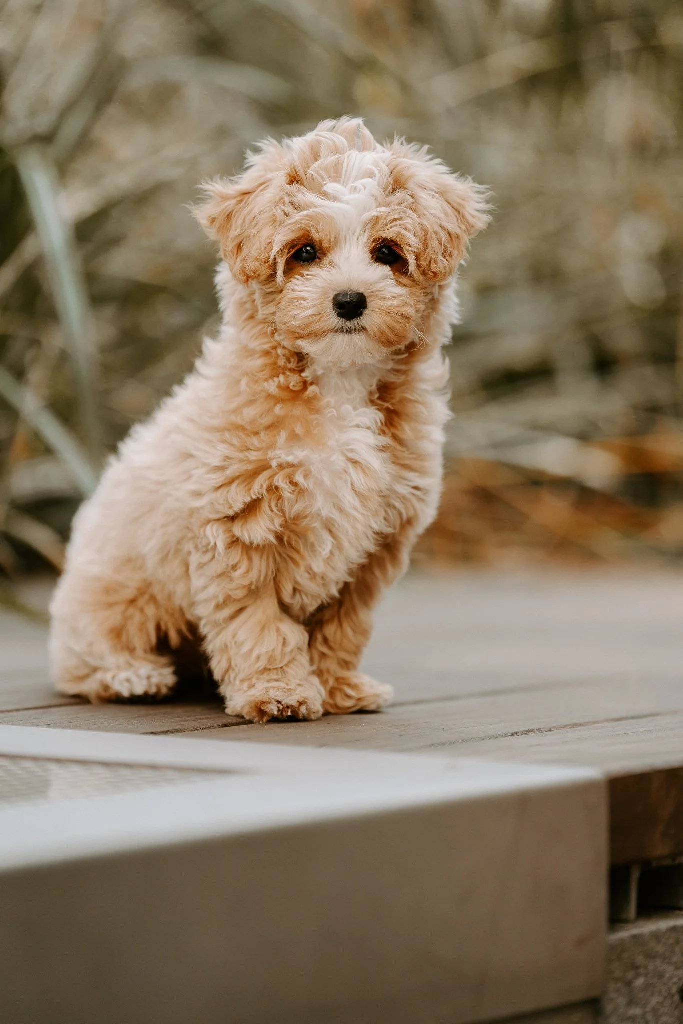 Hundefotografie Outdoor Köln(118 von 134).jpg