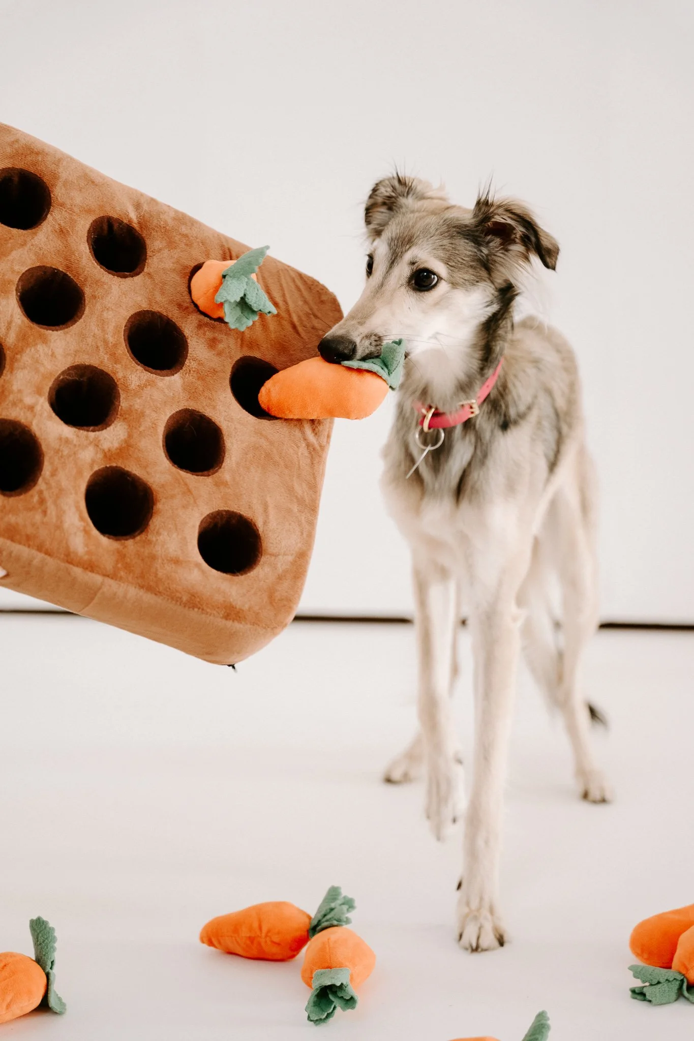 Businessshooting mit Hund in Köln (1 von 35).jpg