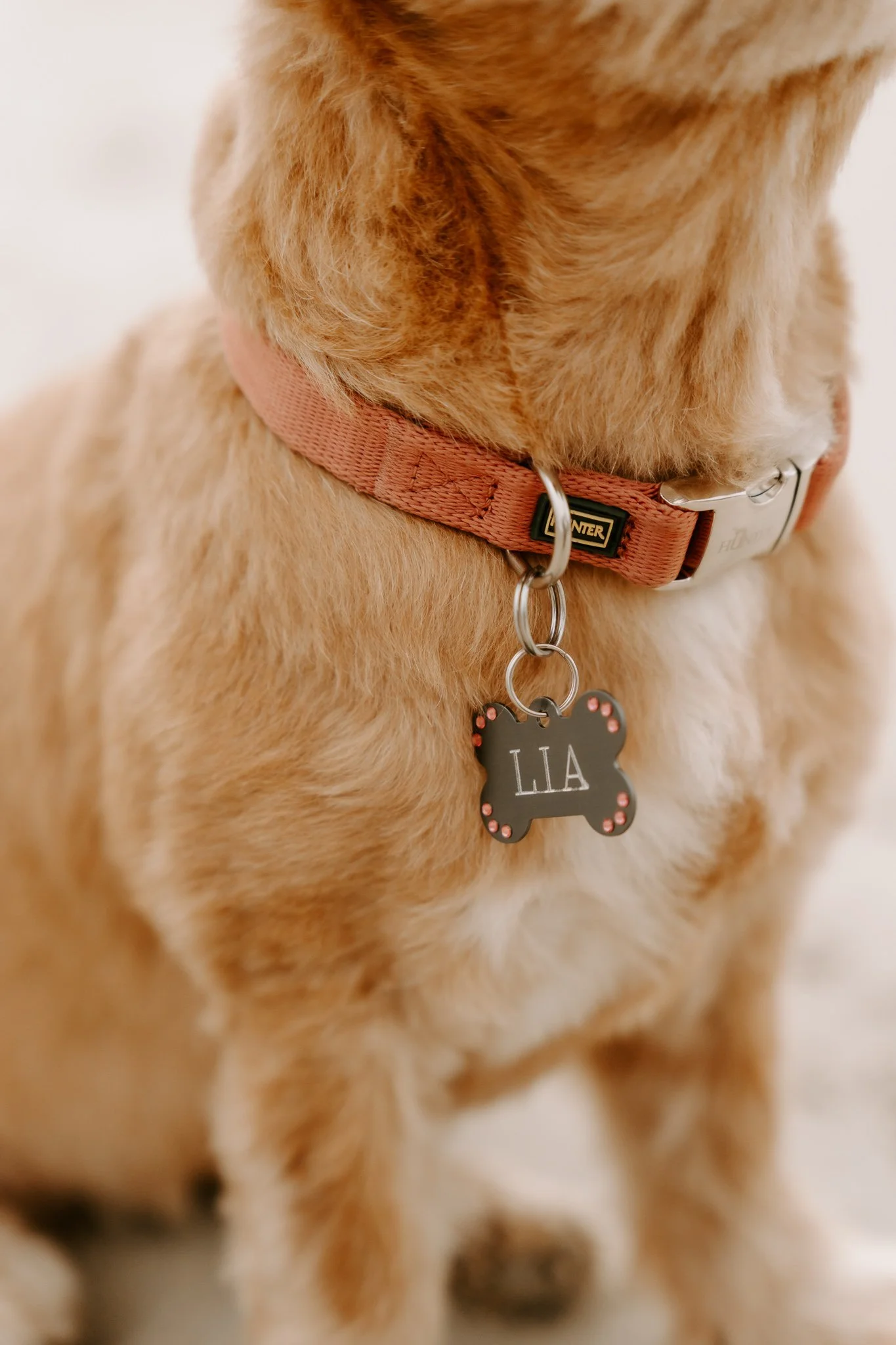 Hundefotos Holland (40 von 155).jpg