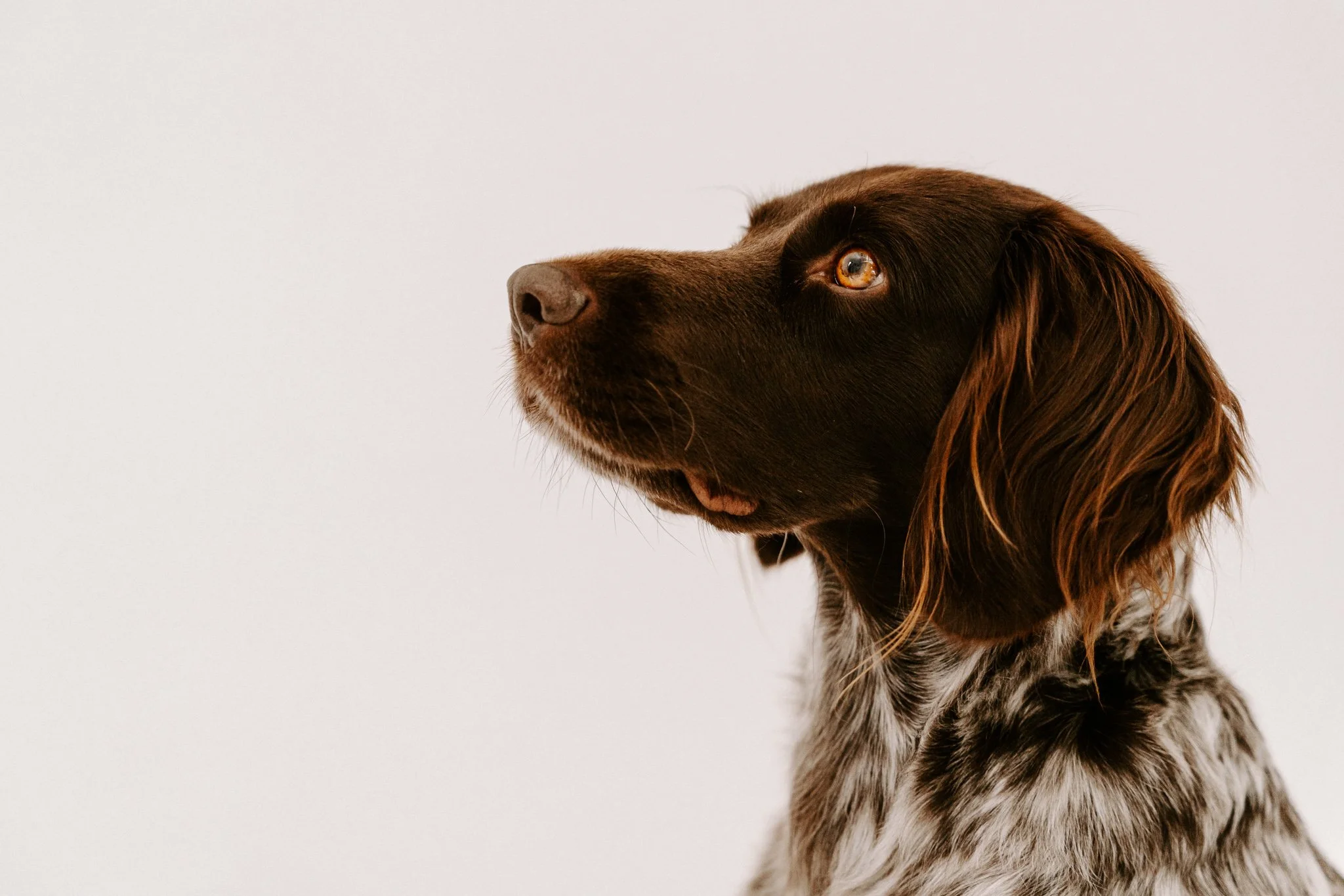 Familienshooting mit Hund Köln (39 von 41).jpg