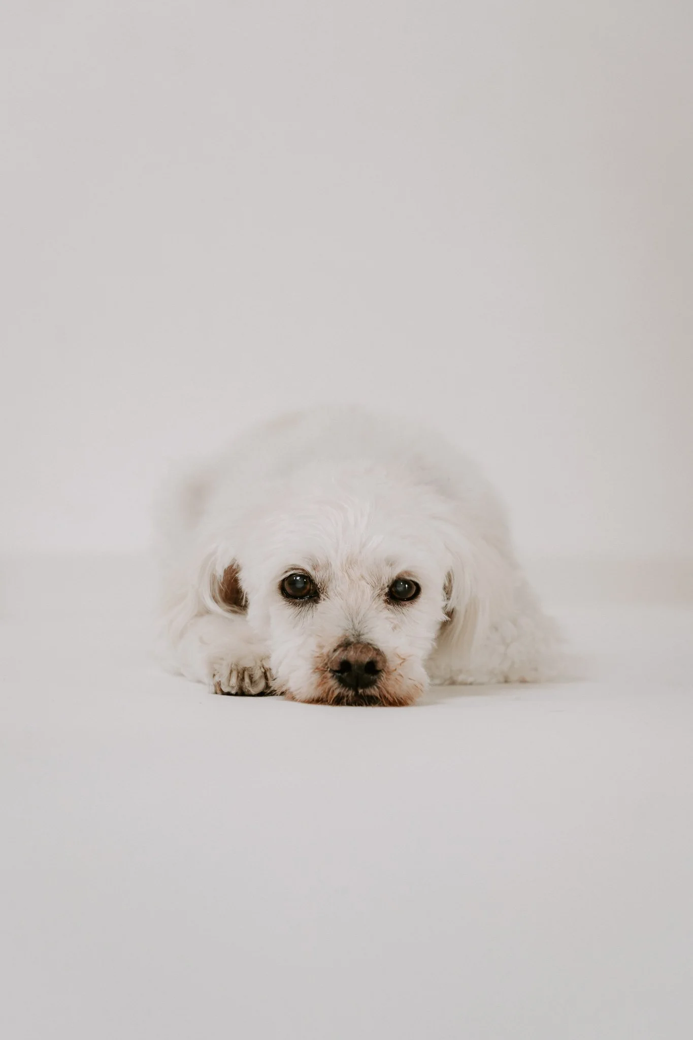 Cleane Hundefotografie Studio Köln  (14 von 16).jpg