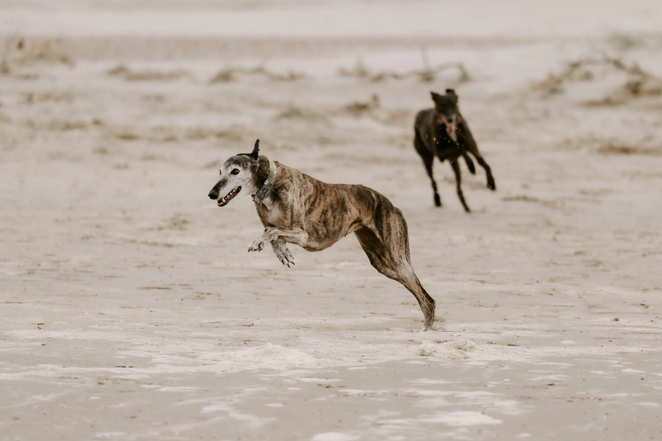 Hundefotografie Holland (10 von 10).jpg