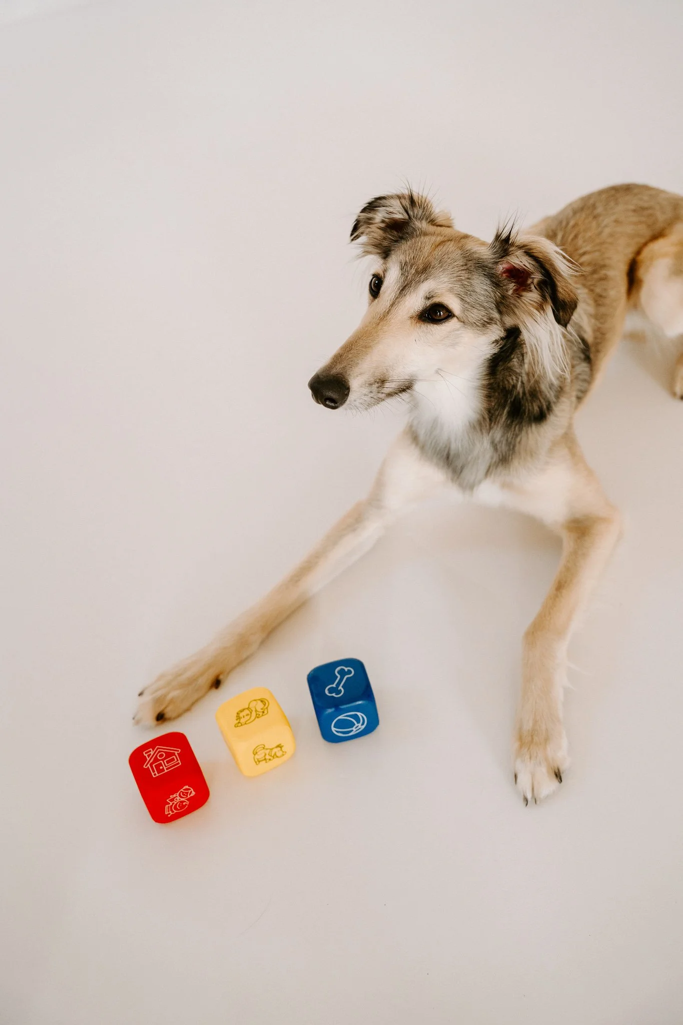 Businessshooting mit Hund in Köln (13 von 35).jpg