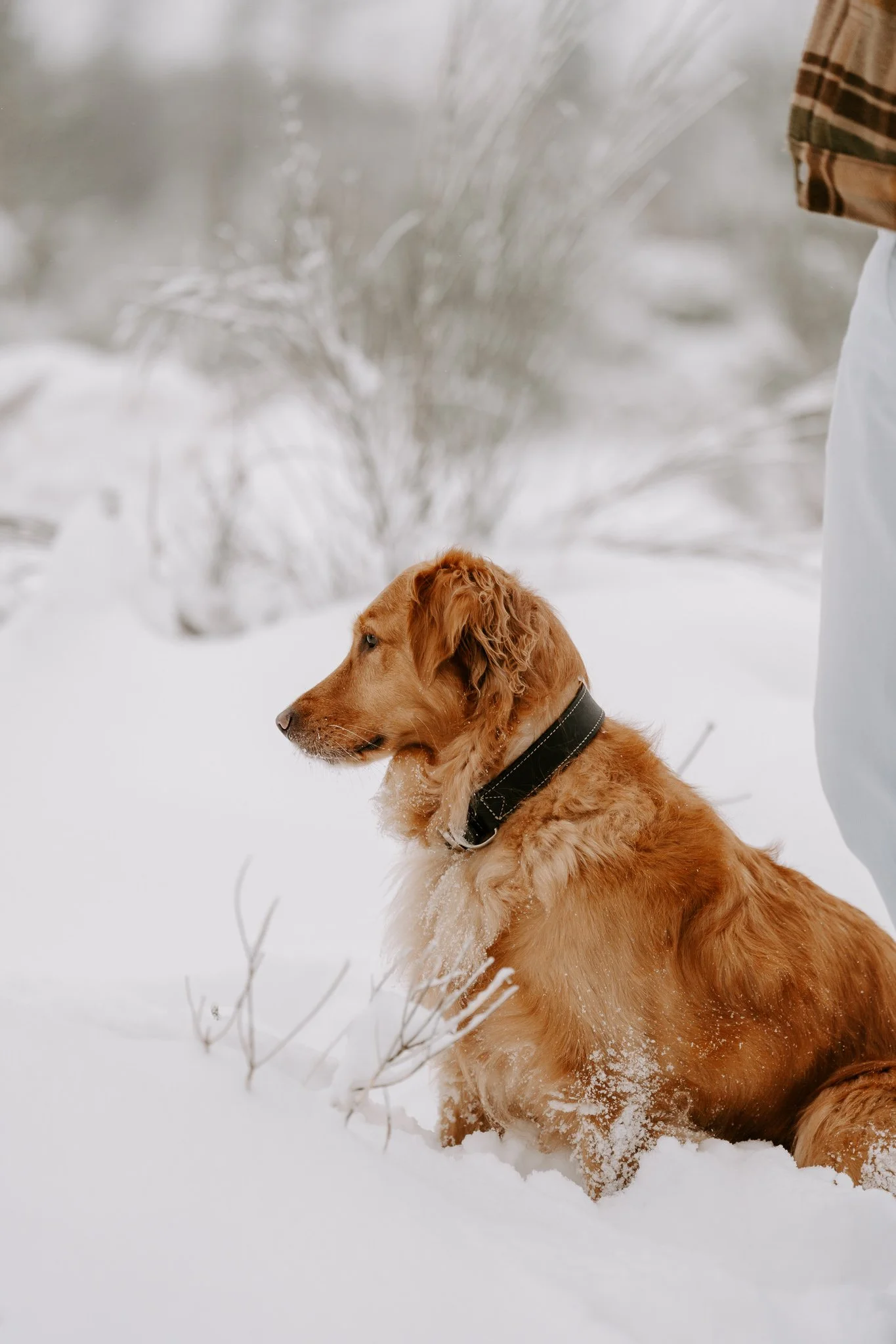 Hundefotografie Köln (10 von 77).jpg