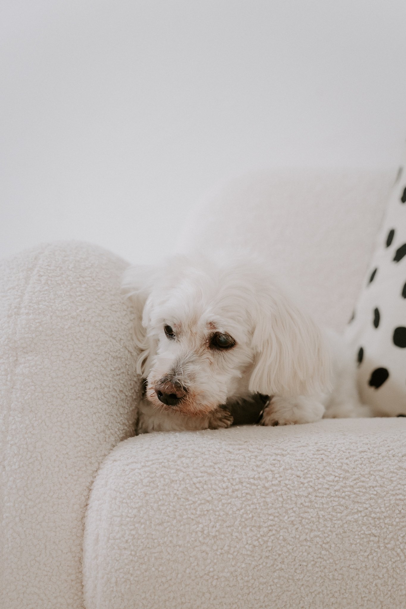 Cleane Hundefotografie Studio Köln  (12 von 16).jpg