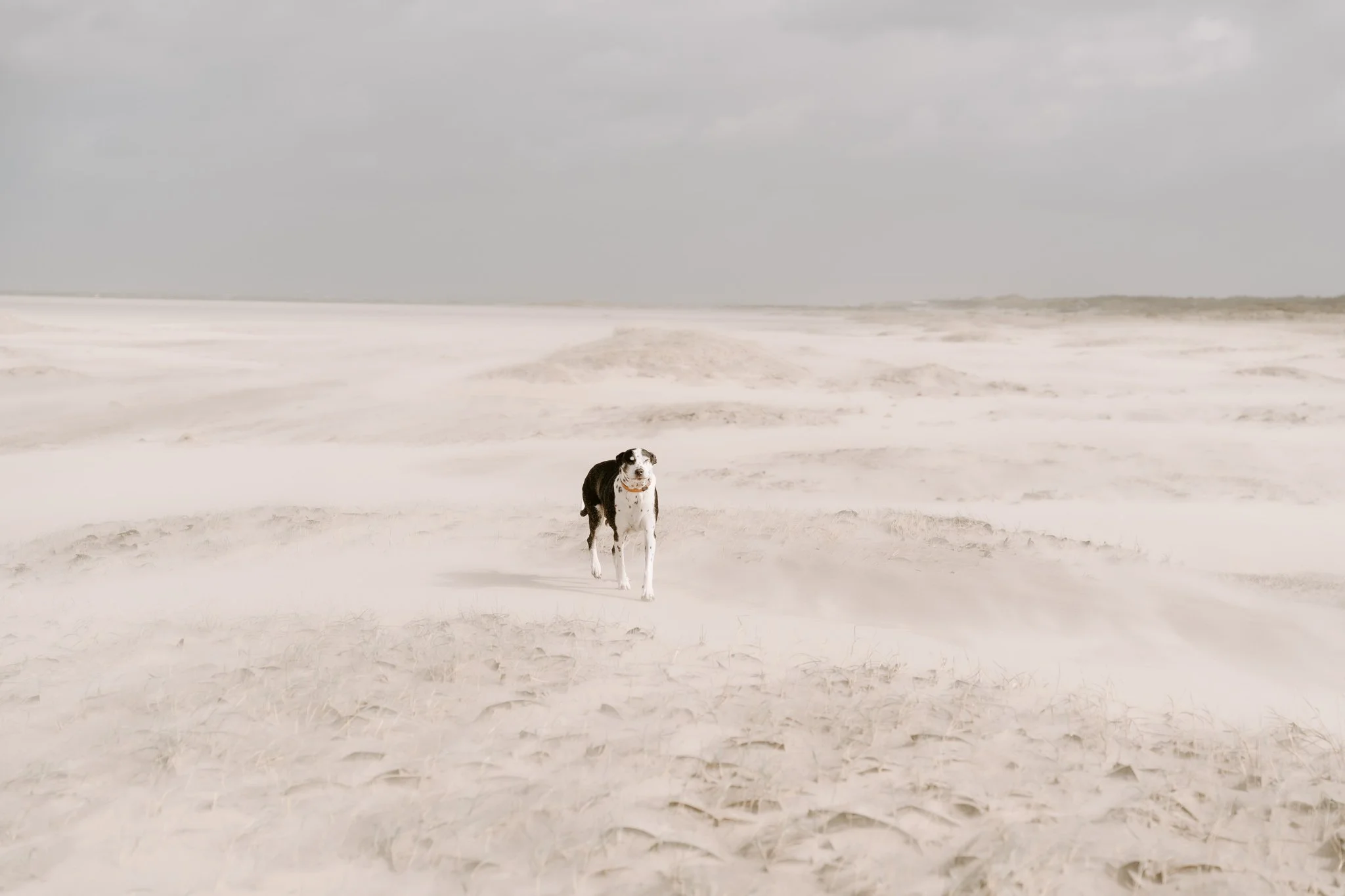 Hundeshooting Holland (12 von 34).jpg