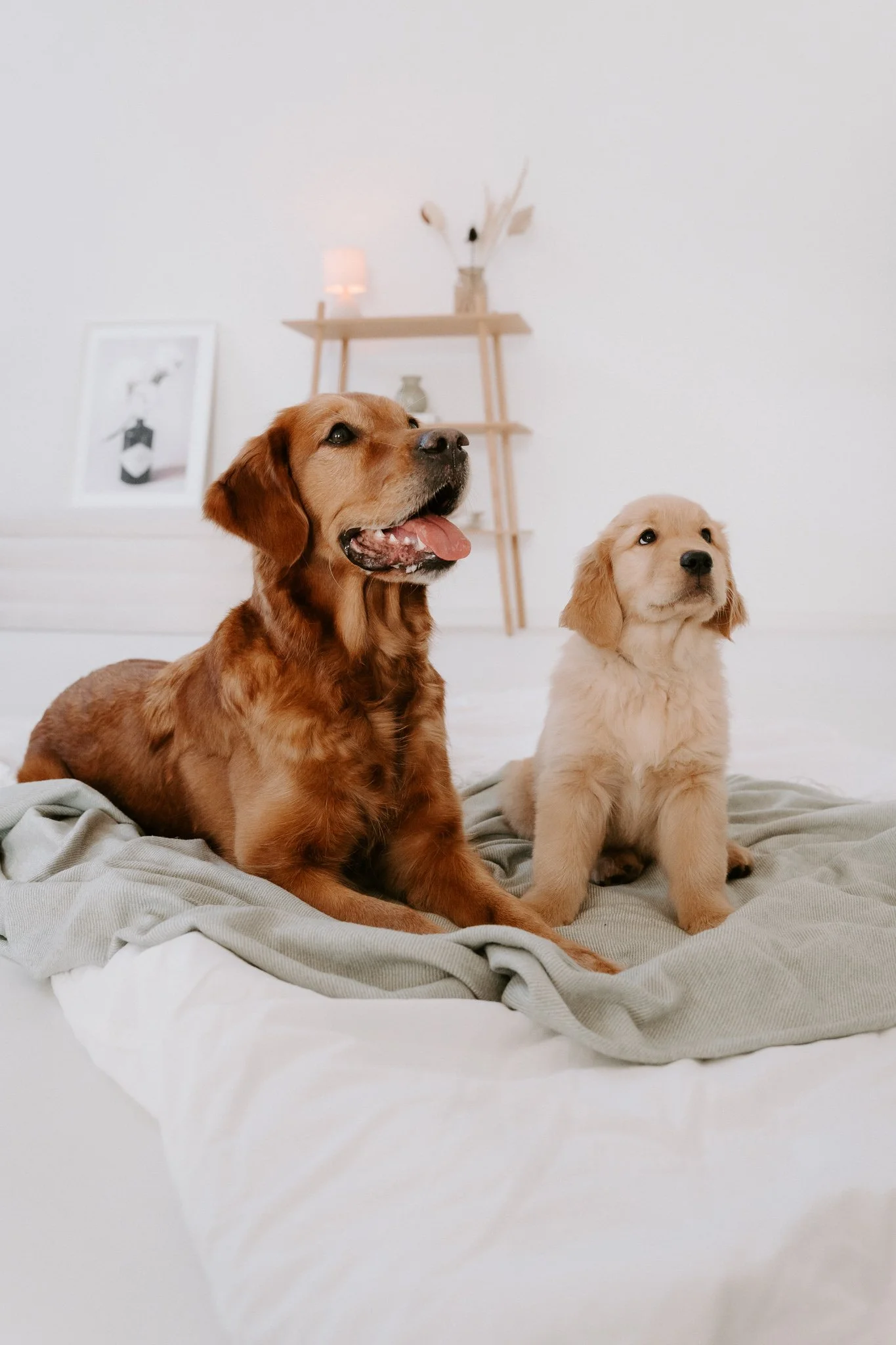 Welpenshooting Köln (24 von 40).jpg