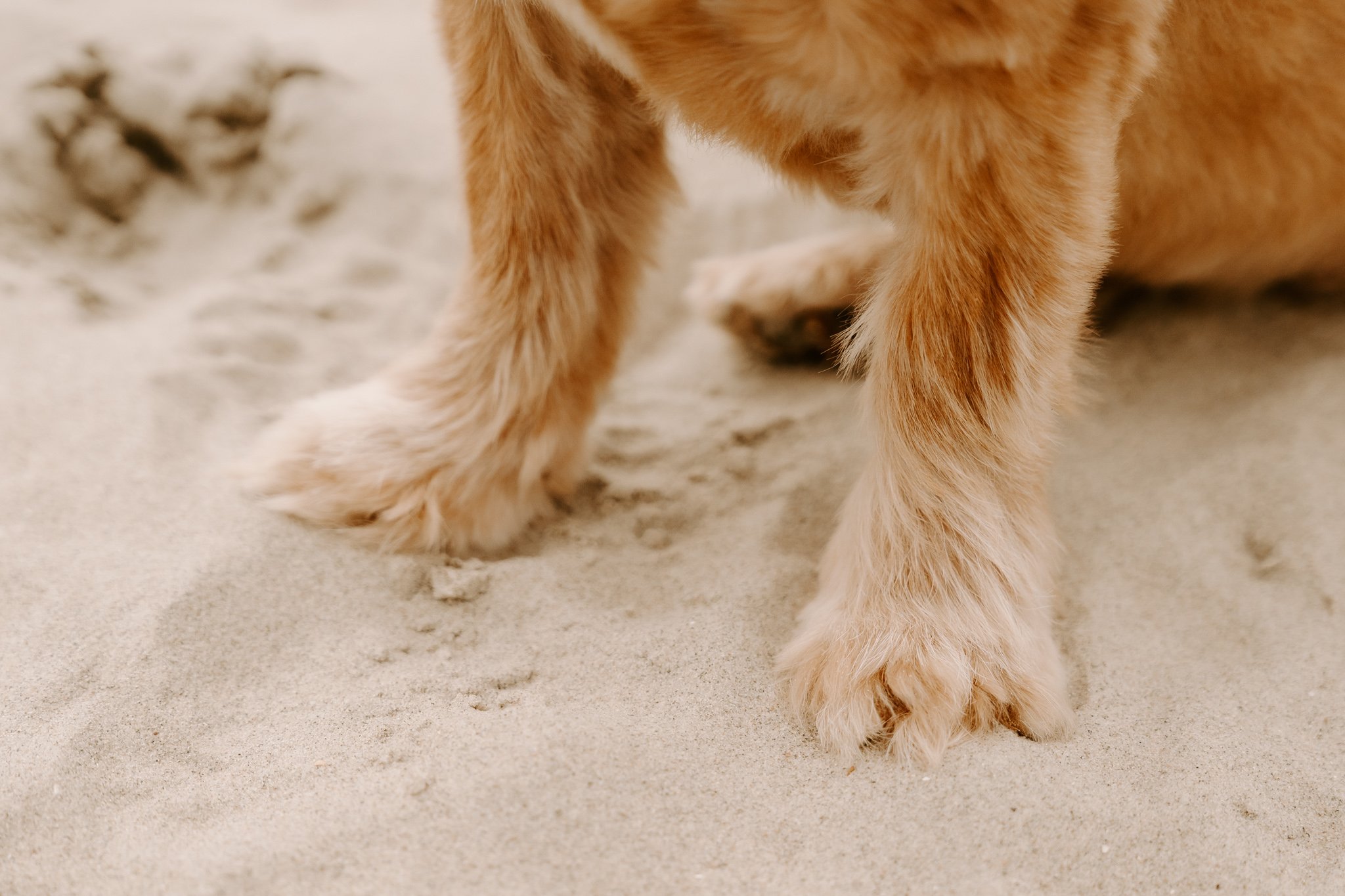 Hundefotos Holland (51 von 155).jpg