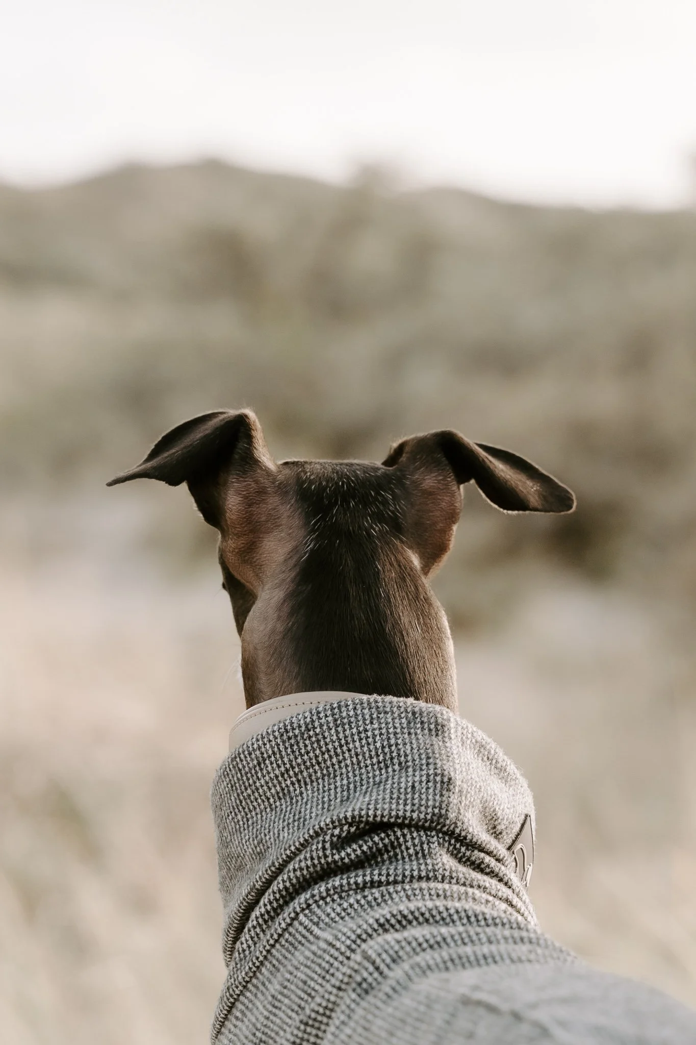 Hundefotografie Holland, Galgo, Windhund(15 von 35).jpg