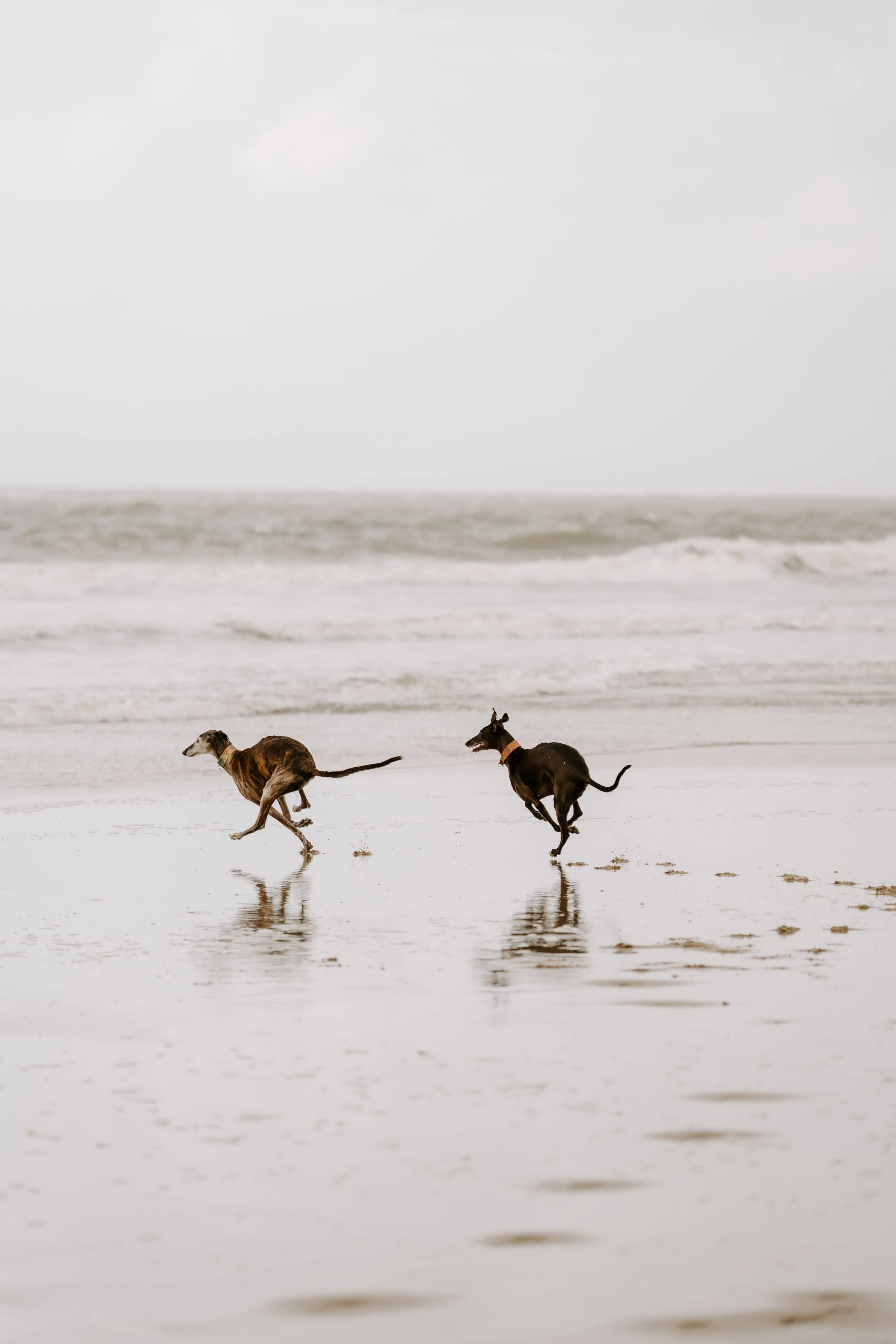 Hundefotografie Holland (9 von 10).jpg