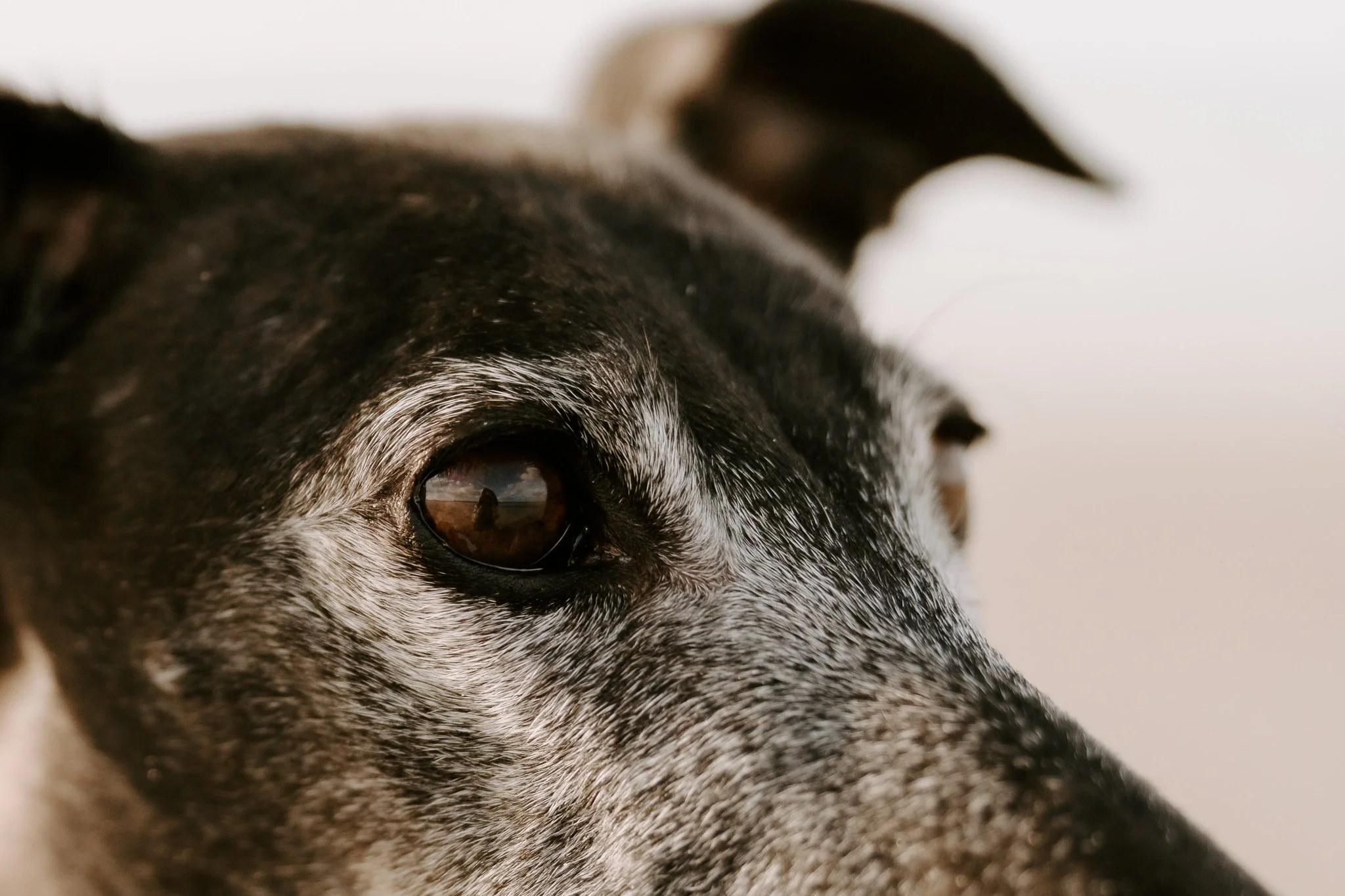 Hundefotografie Holland, Galgo, Windhund(1 von 35).jpg