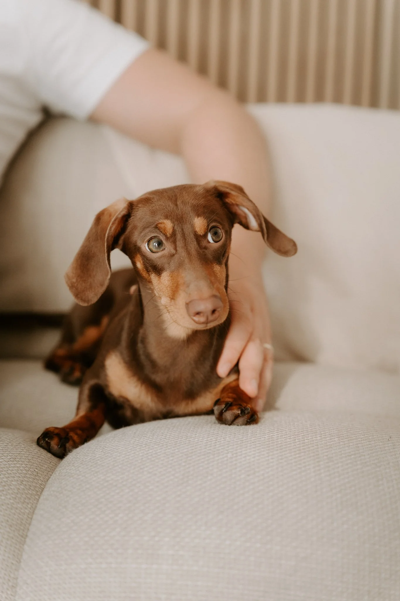 Babybauchshooting mit Hund Köln(24 von 65).jpg