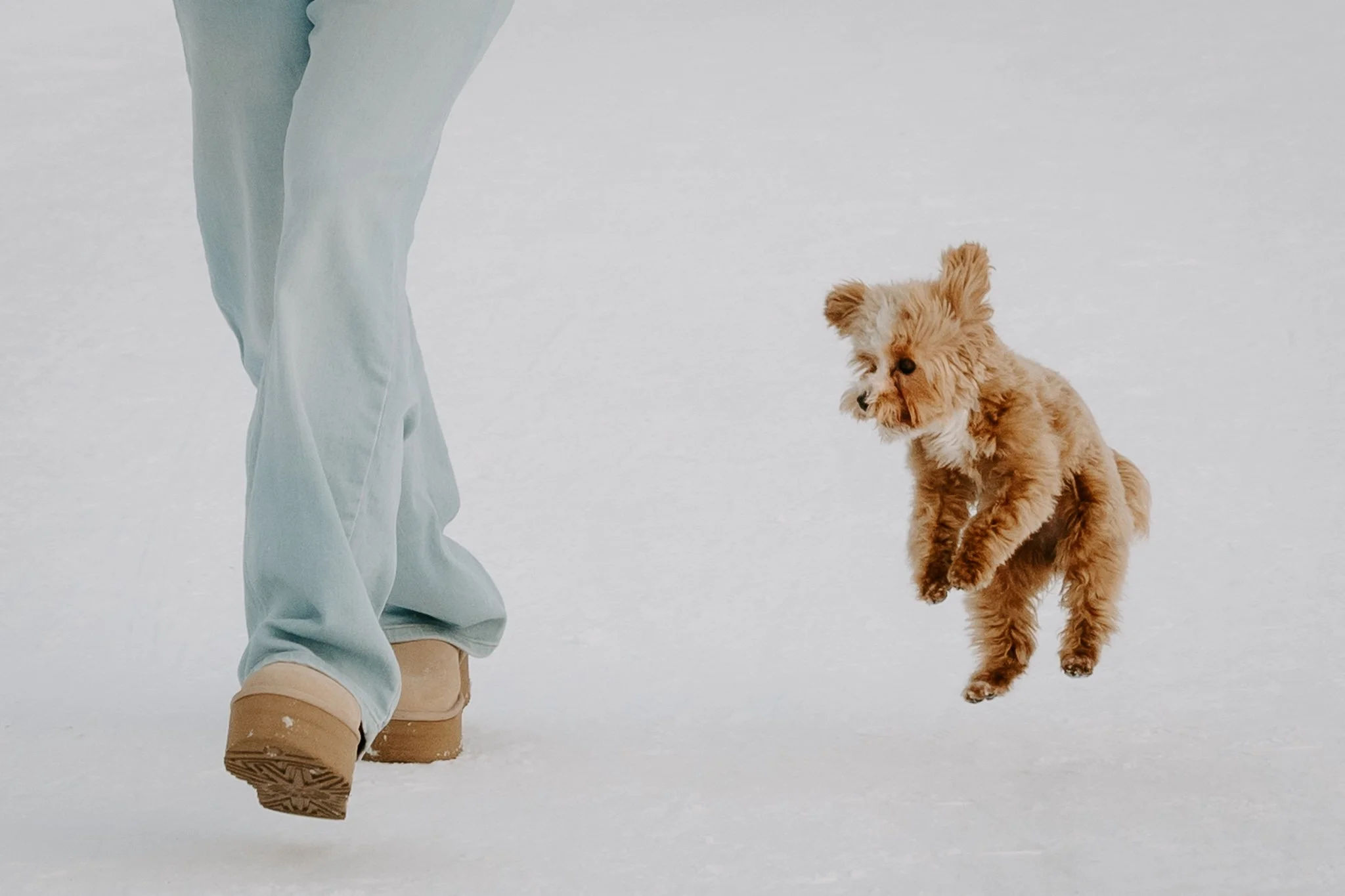 Hundefotografin NRW und deutschlandweit - Bohoandclassy Fotografie (10 von 16).jpg