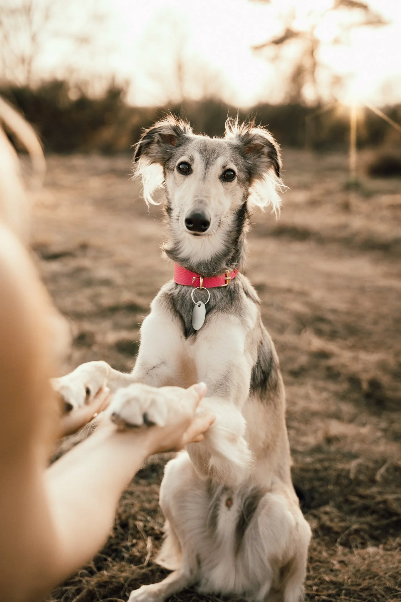 Businessshooting mit Hund in Köln (32 von 35).jpg