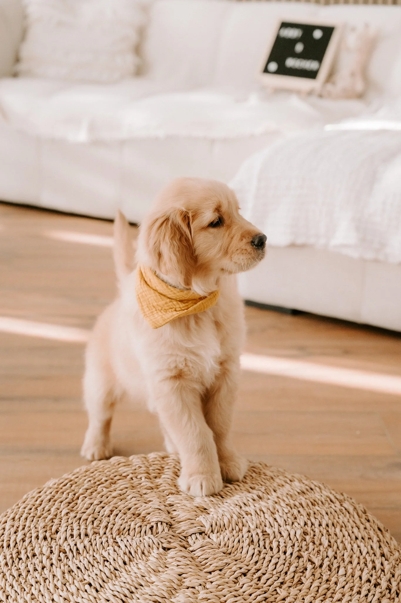 Welpenshooting Köln (34 von 40).jpg