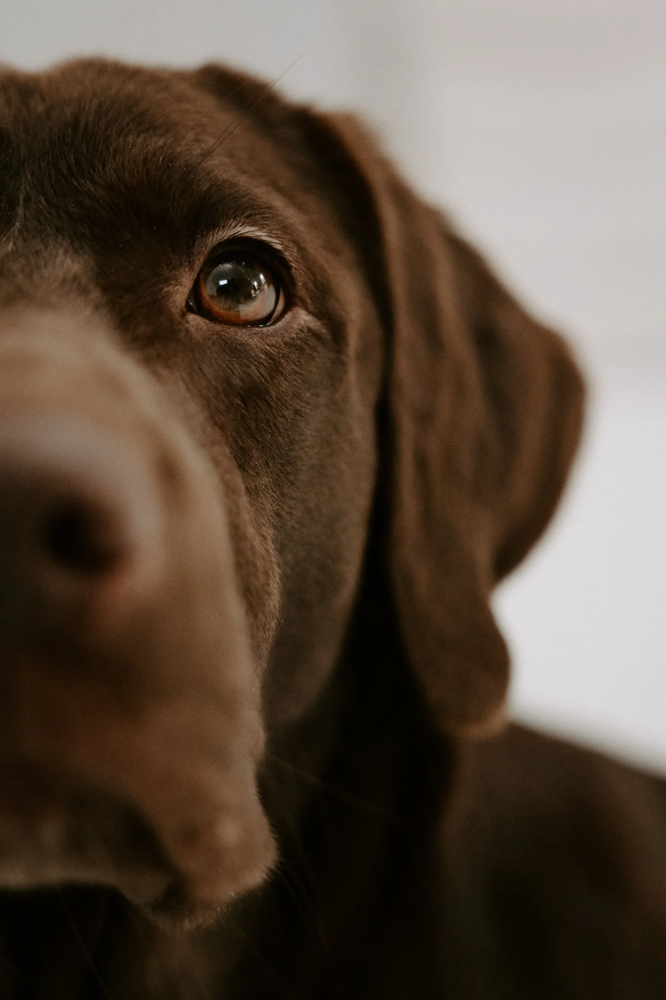 Babybauchshooting mit Hund Köln (16 von 35).jpg