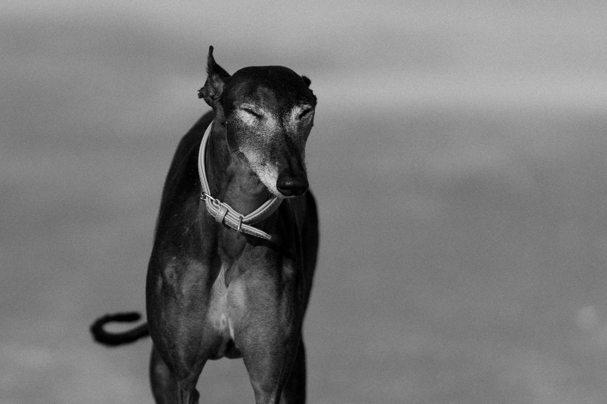 Hundefotografie Holland, Galgo, Windhund(7 von 35).jpg