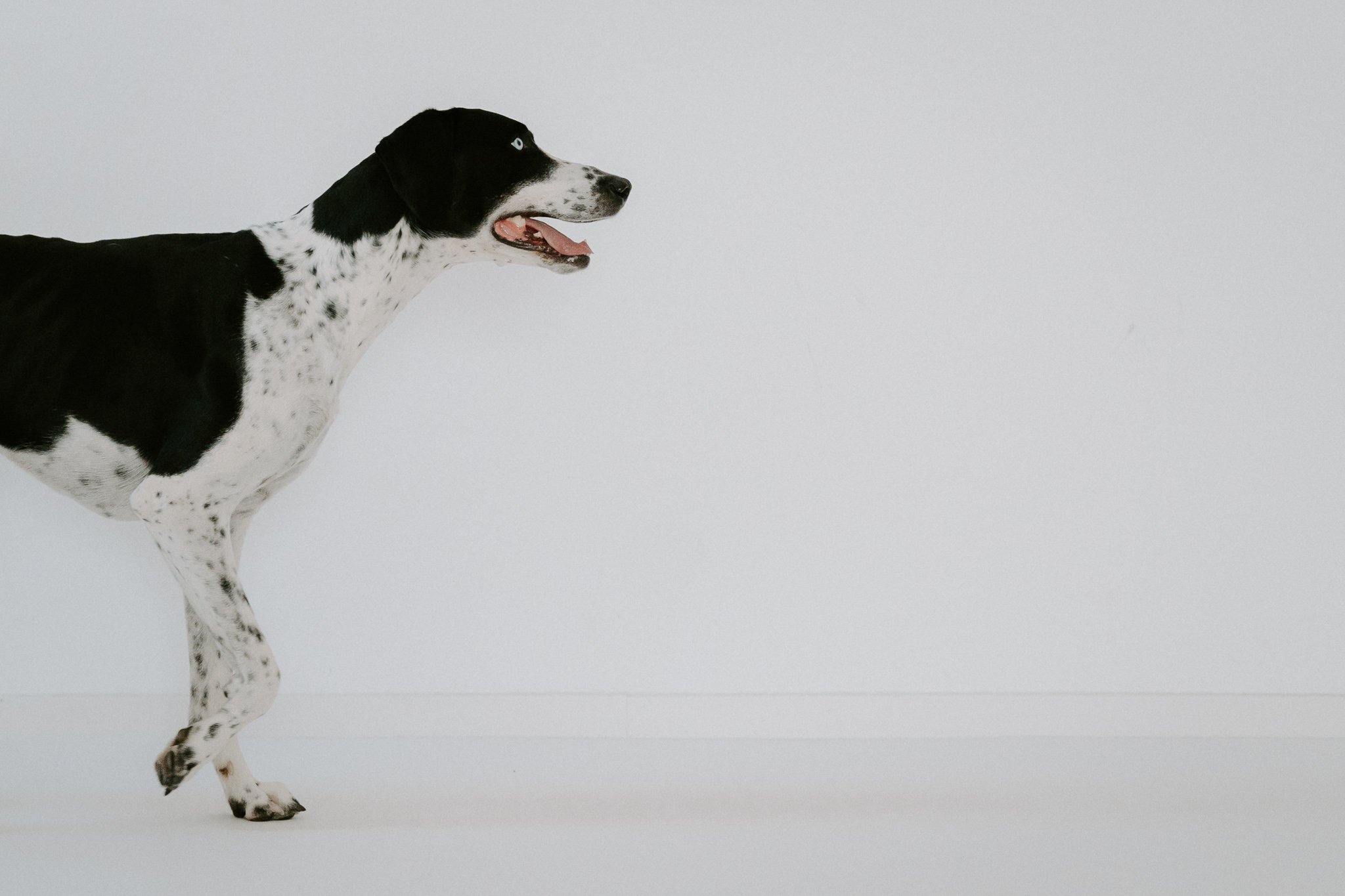 Ein Hund mit schwarzen und weißen Flecken steht auf einem weißen Hintergrund, die Kamera zeigt nur die obere Körperhälfte des Hundes, der Blick nach rechts gerichtet.