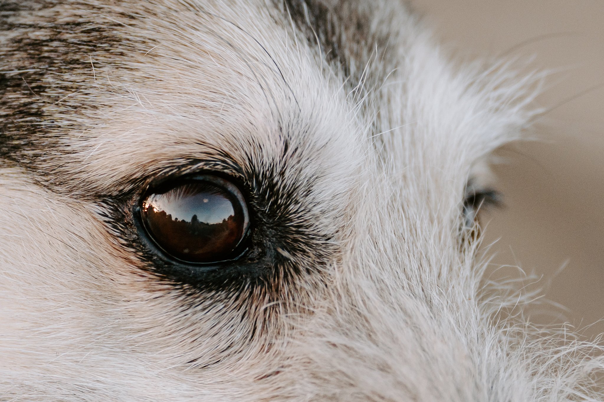 Hundefotografie Köln - Seniorhunde (26 von 35).jpg