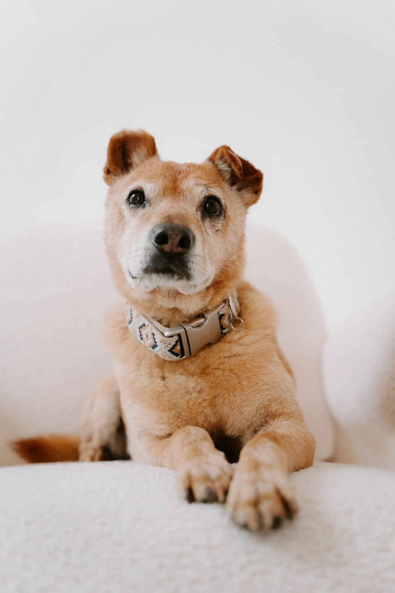 Hundefotografie Köln(8 von 12).jpg