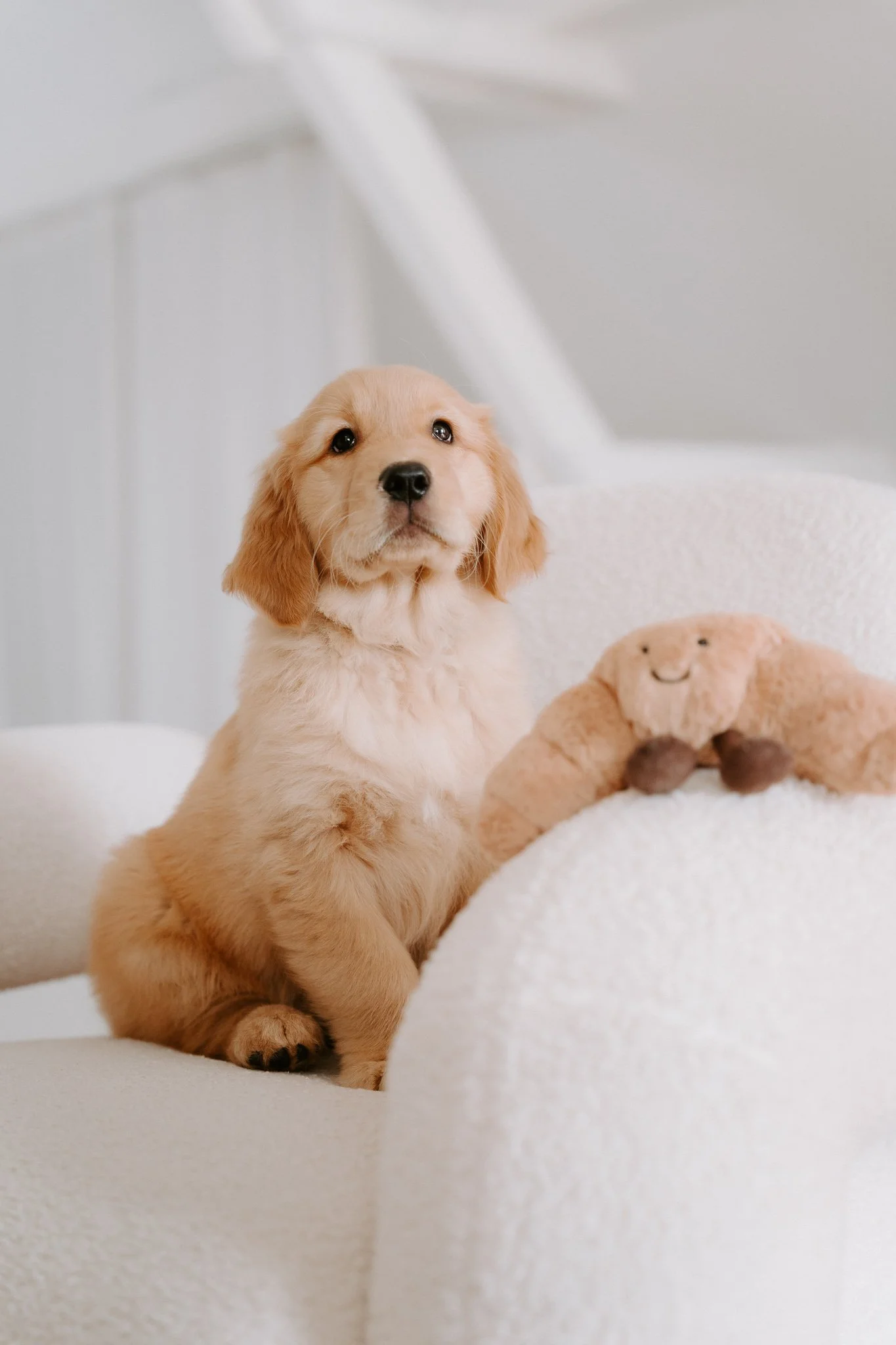 Welpenshooting Köln (10 von 40).jpg