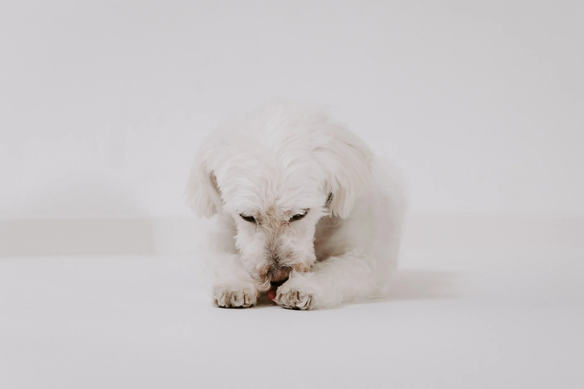 Cleane Hundefotografie Studio Köln  (15 von 16).jpg