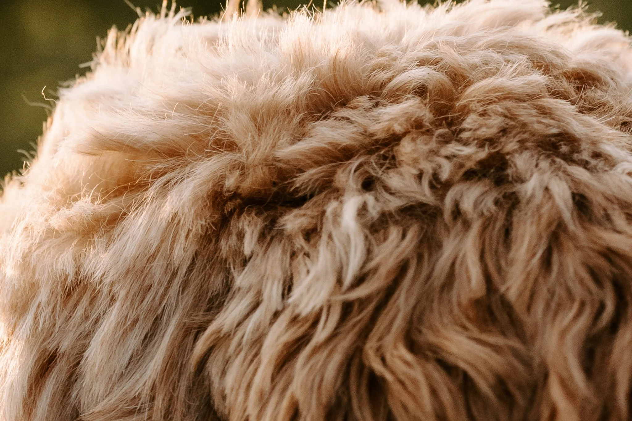 Hundefotografie outdoor Köln (74 von 101).jpg