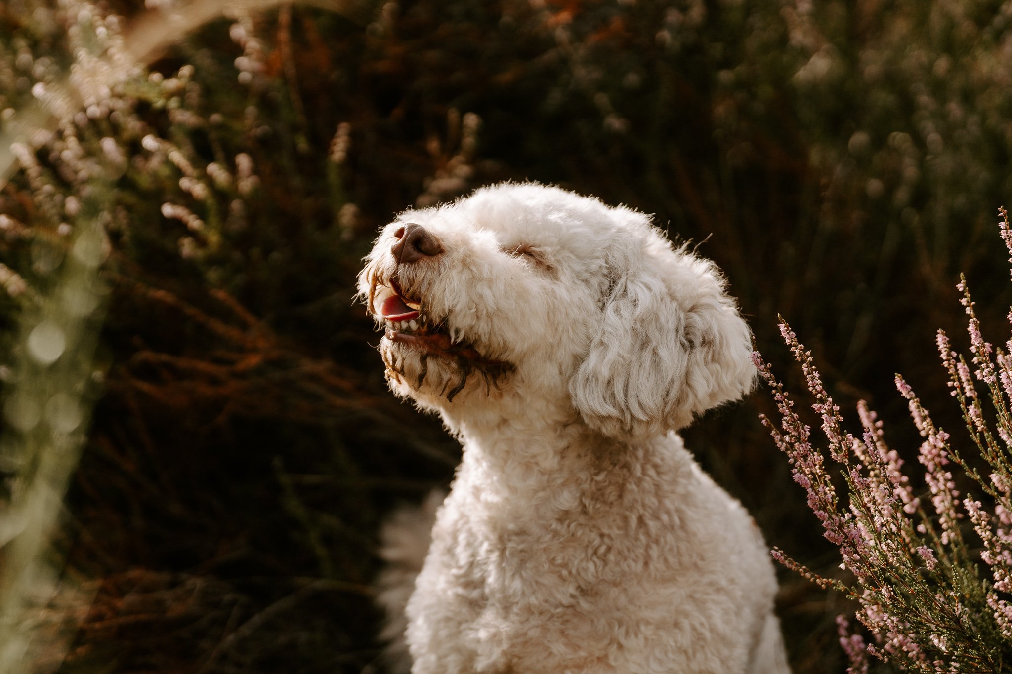 Hundefotografie Köln outdoor (10 von 130).jpg