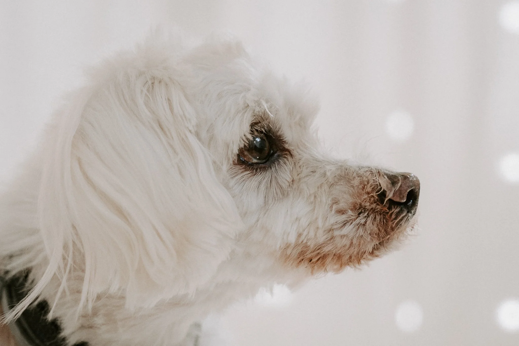 Cleane Hundefotografie Studio Köln  (7 von 16).jpg