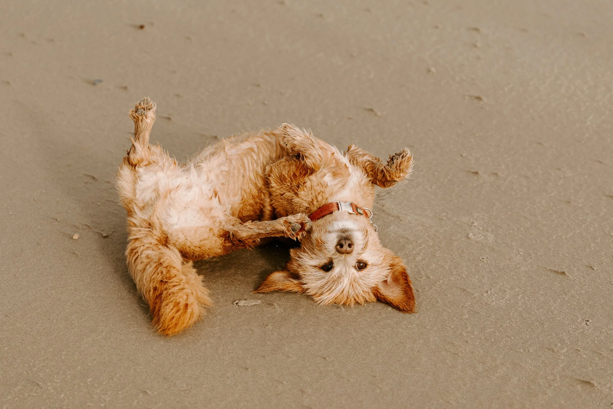 Hundefotos Holland (89 von 155).jpg
