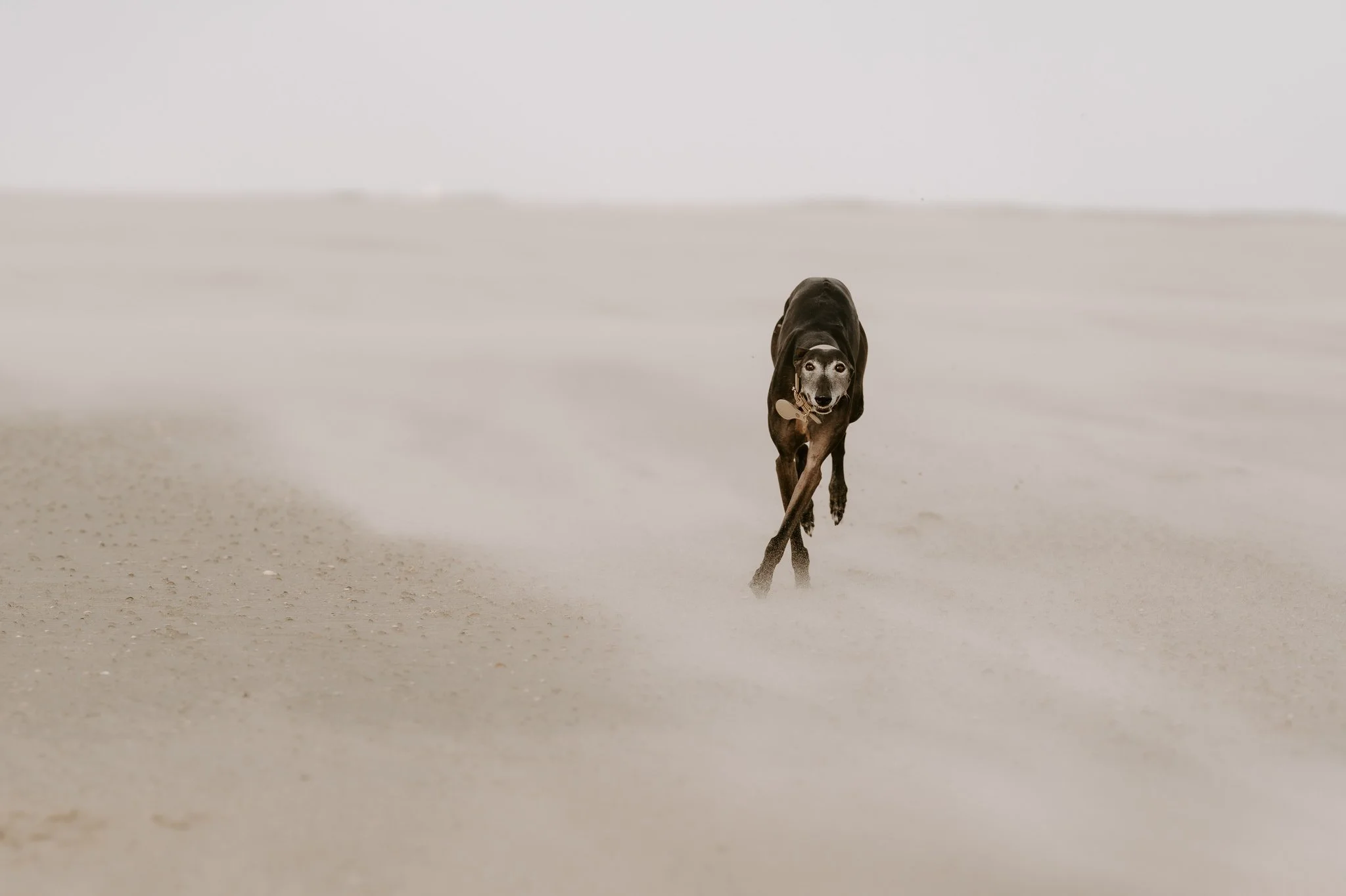 Hundefotografie Holland, Galgo, Windhund(9 von 35).jpg
