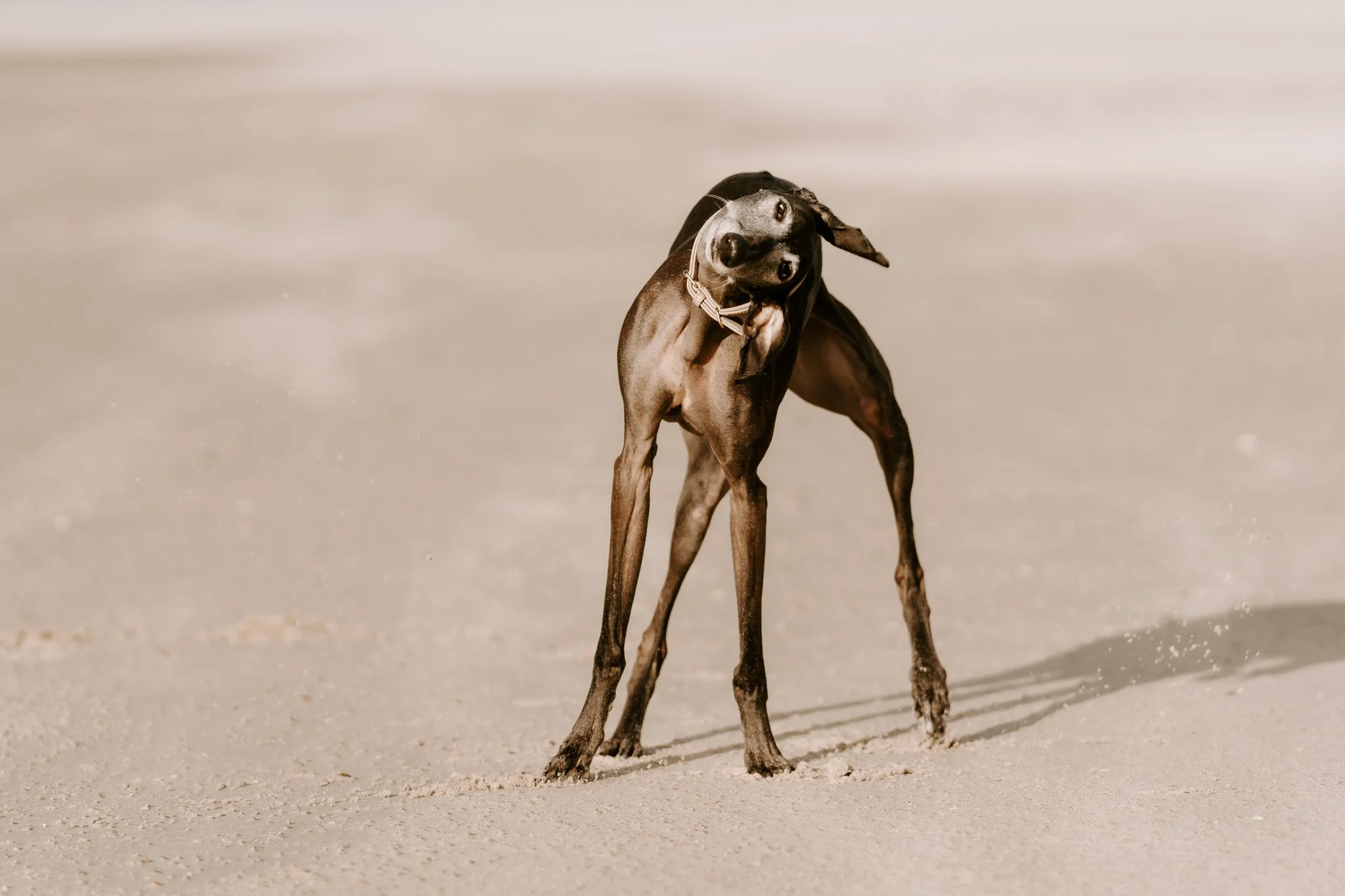 Hundefotografie Holland, Galgo, Windhund(5 von 35).jpg