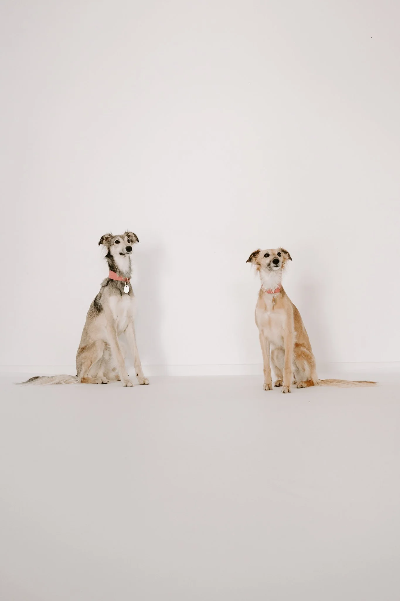 Businessshooting mit Hund in Köln (24 von 35).jpg